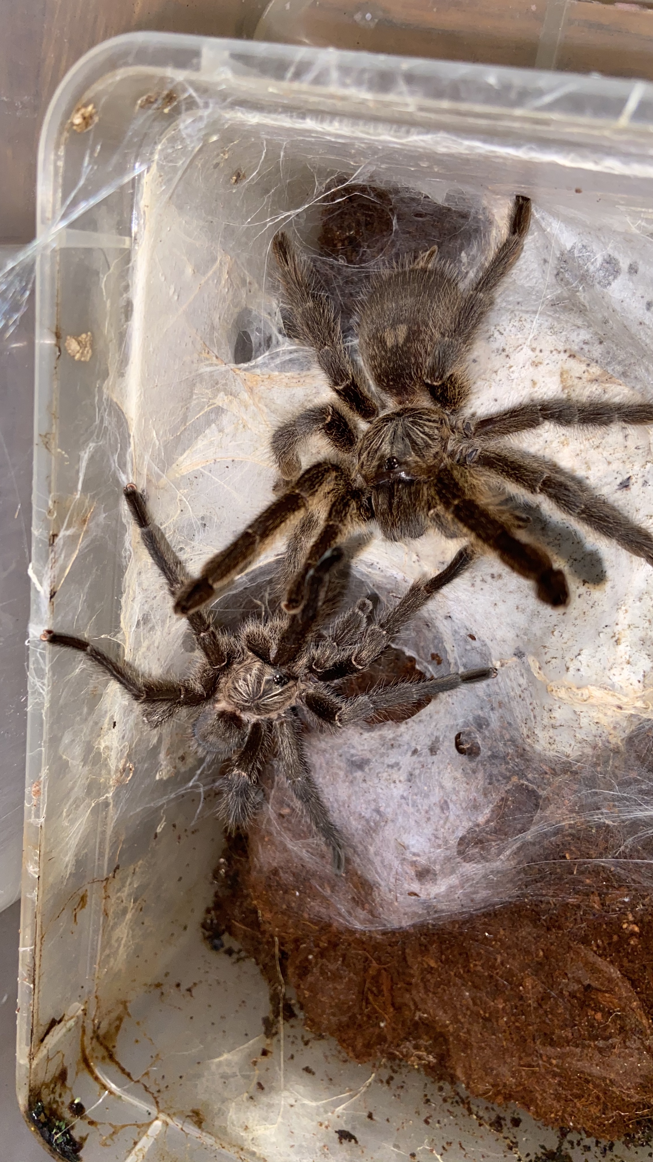 Harpactira namaquensis pair