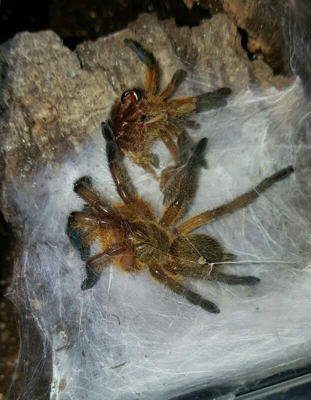 Harpactira pulchripes #1