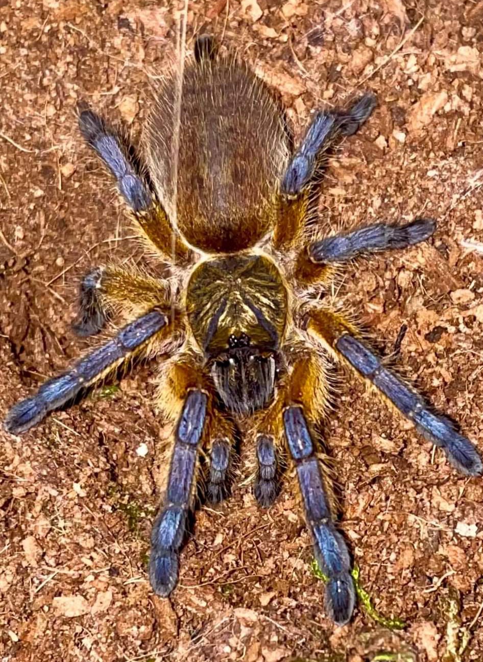 Harpactira pulchripes (female)