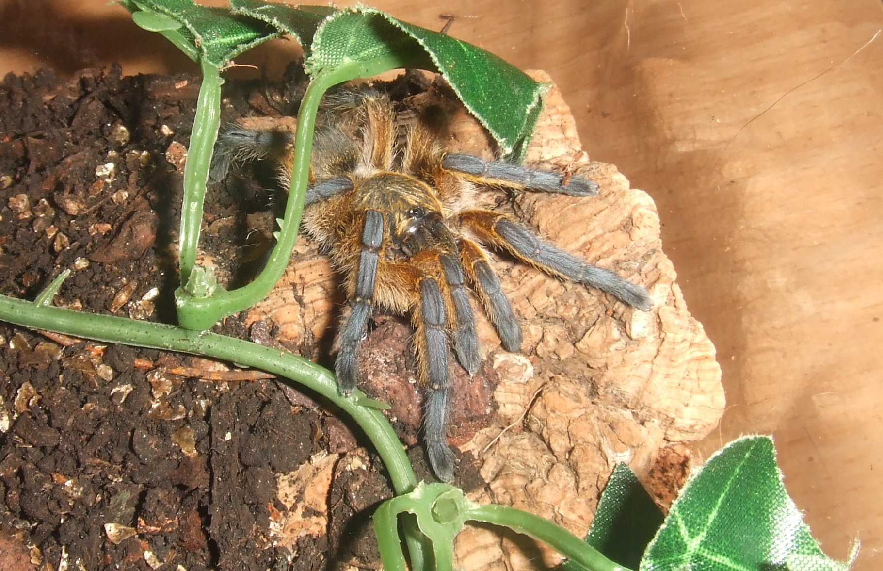 Harpactira Pulchripes - Zulu
