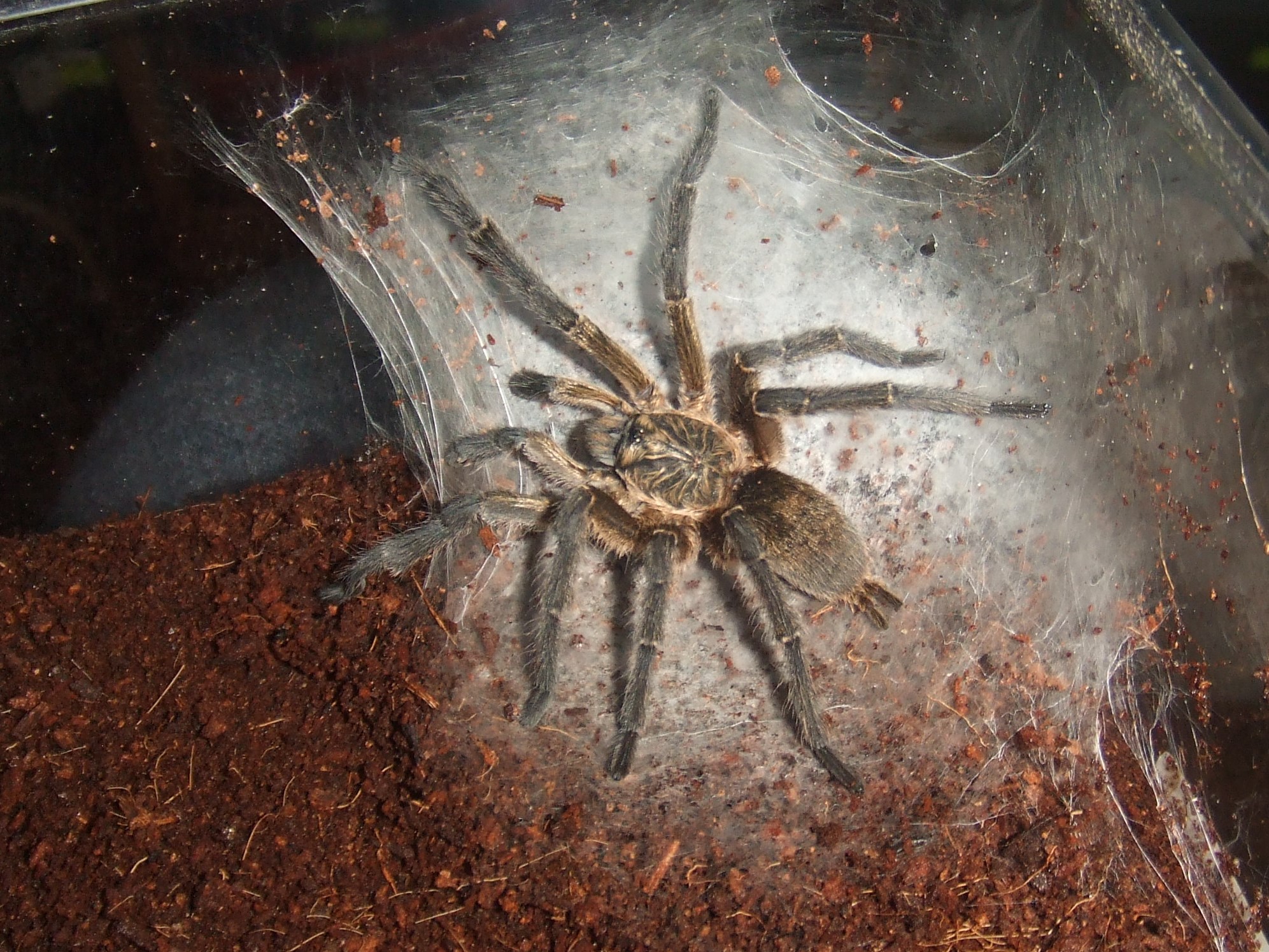 Harpactira pulchripes - Zulu