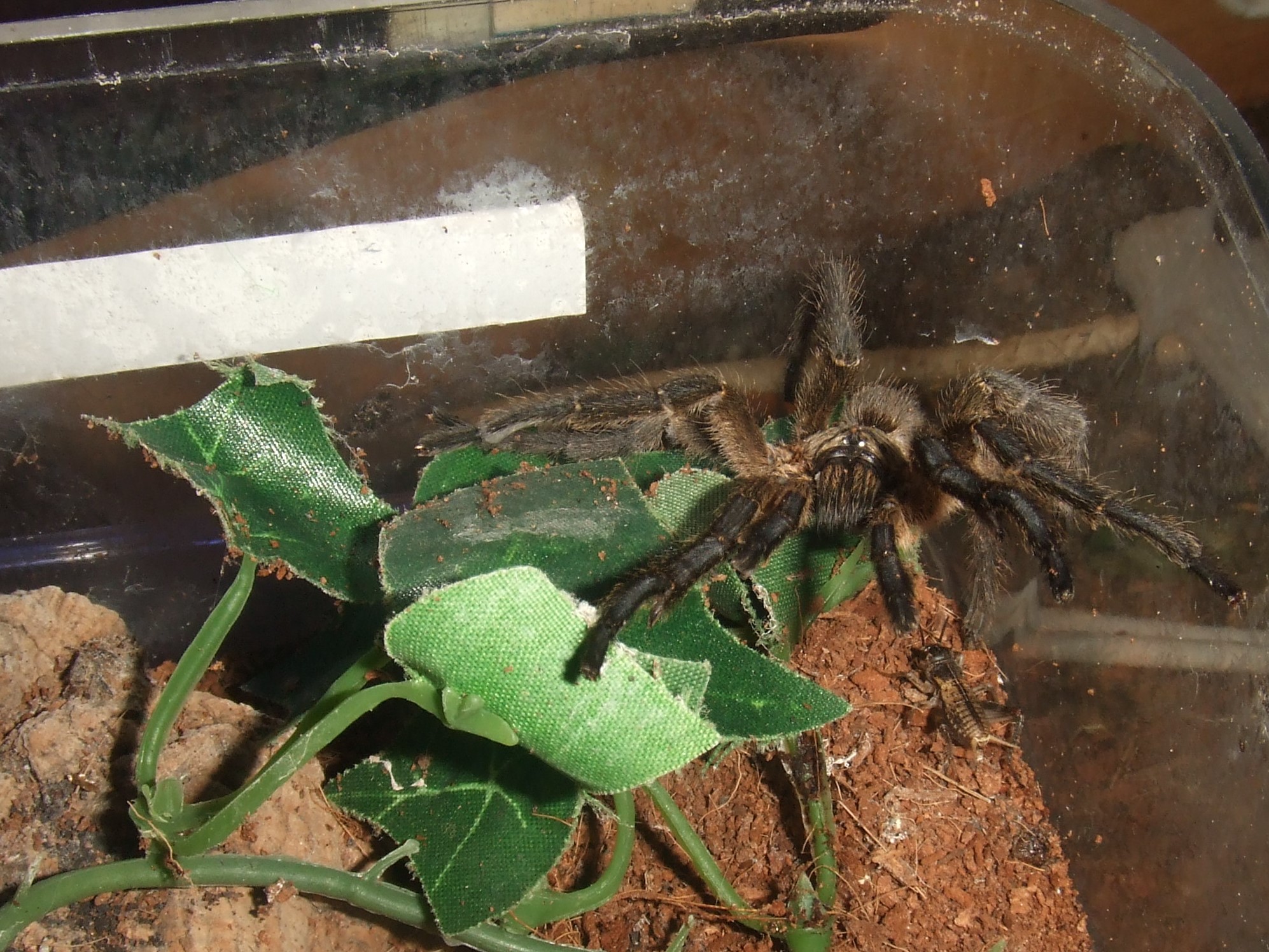 Harpactira pulchripes - Zulu