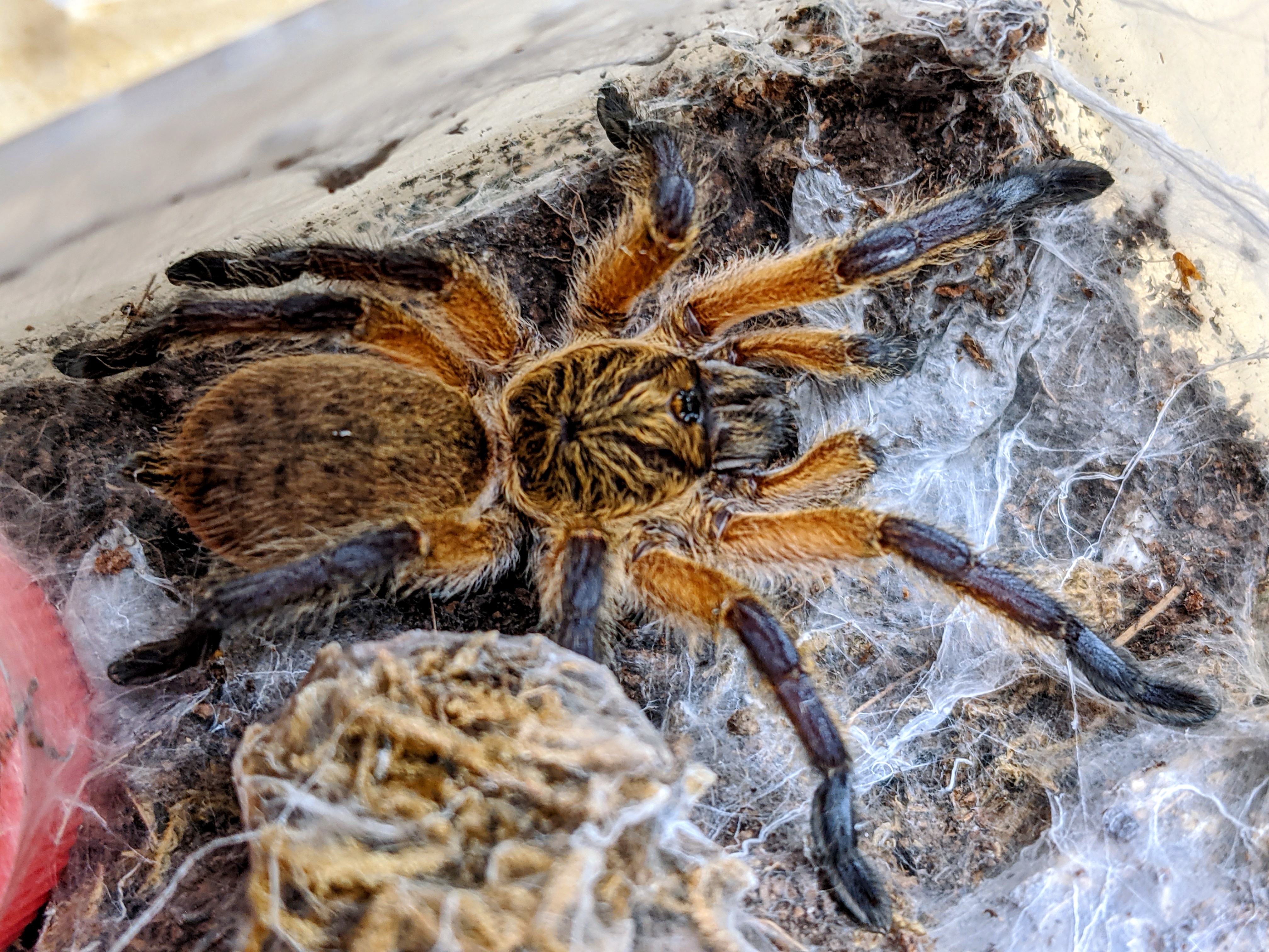 Harpactira pulchripes