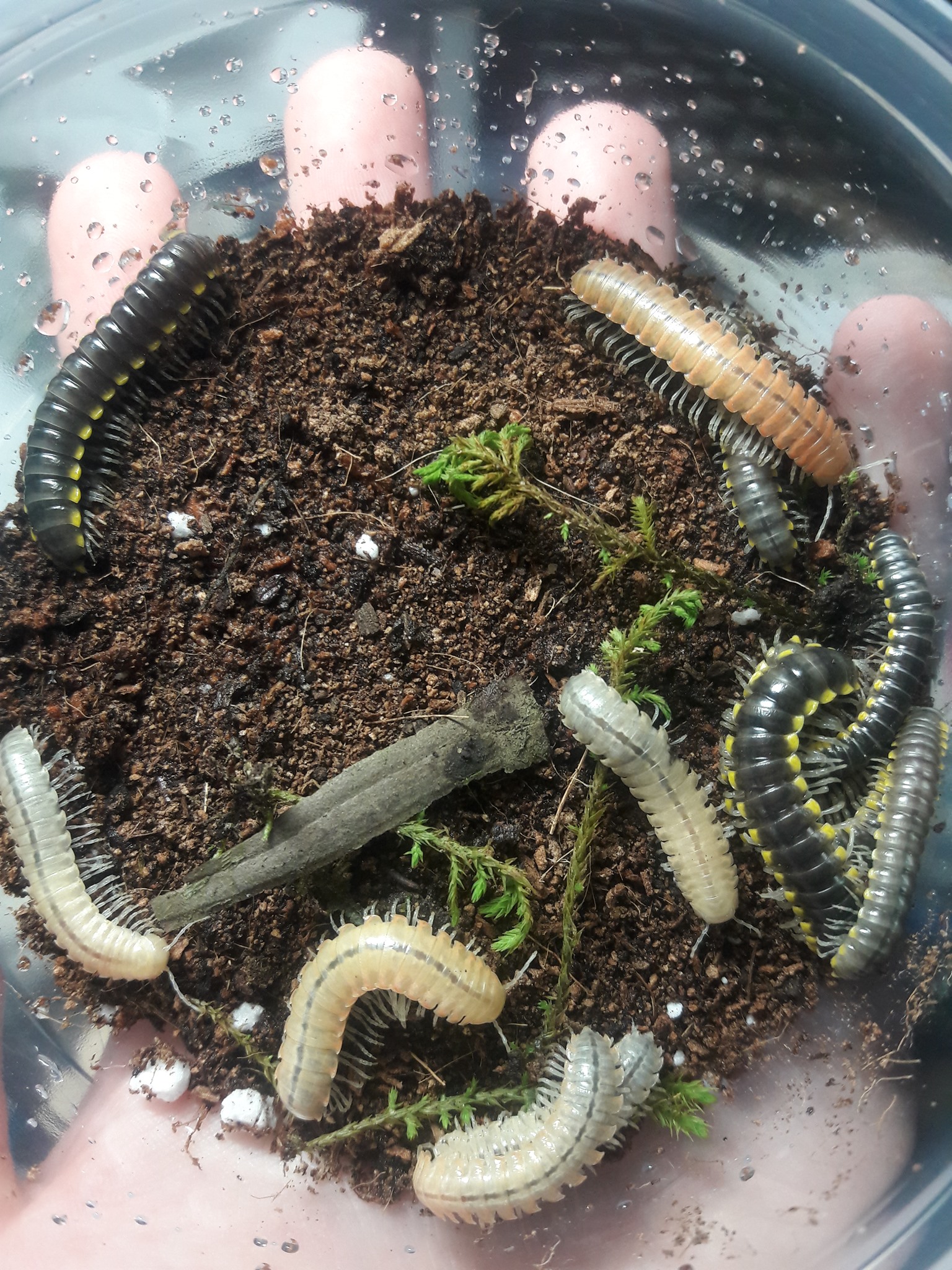 Harpaphe haydeniana and Xystocheir dissecta