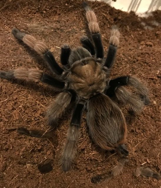 Heather, my DCF Aphonopelma chalcodes from Northern AZ
