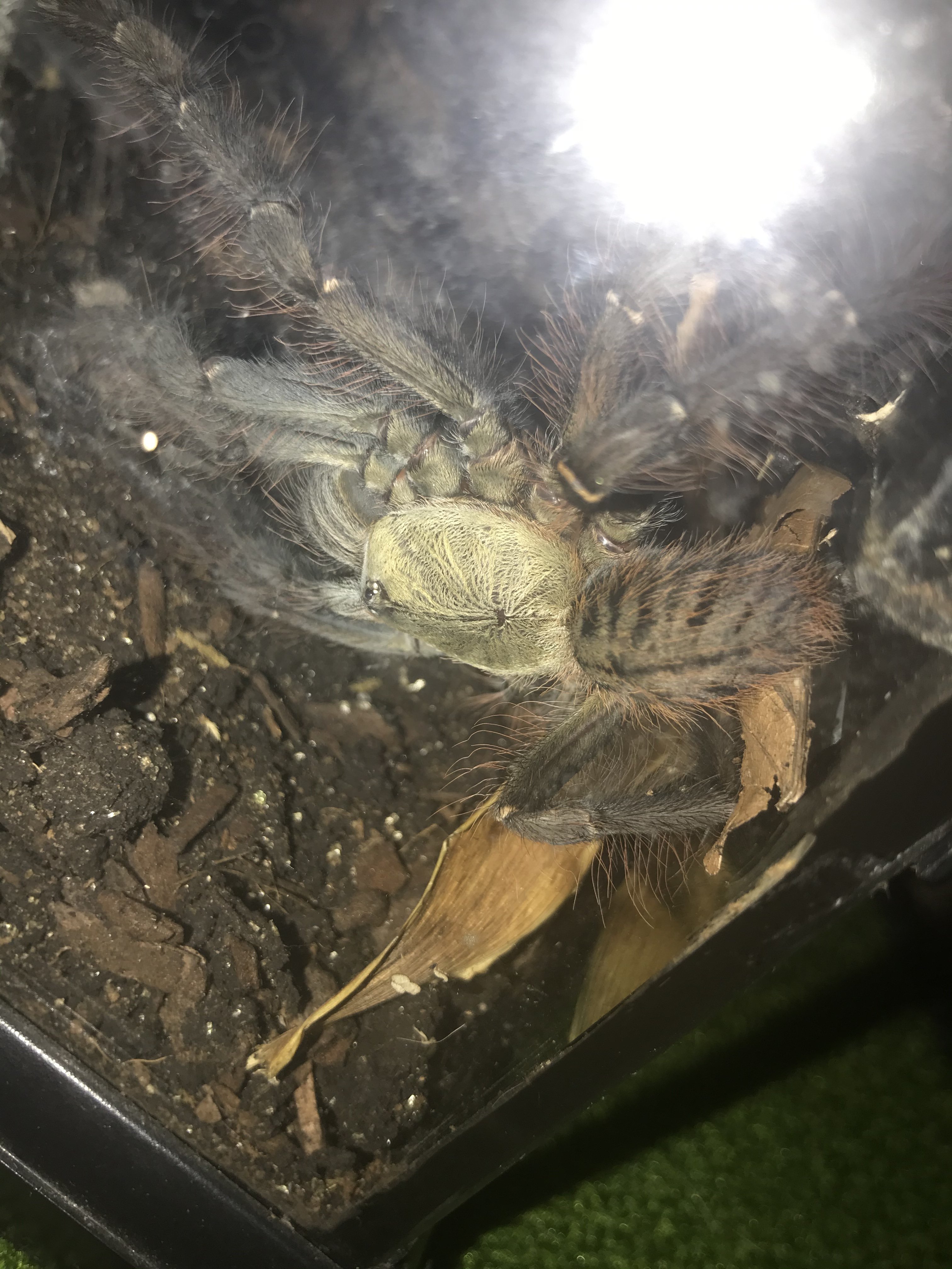 Help ASAP please ID!