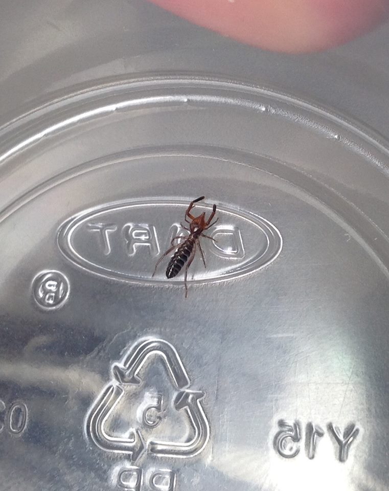 Hemerotrecha californica