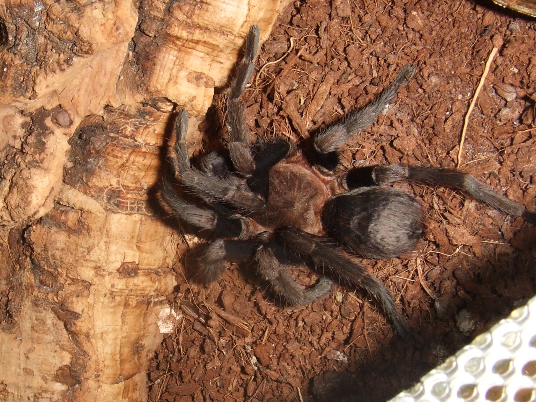 heraphosinae sp. Roatan - Pech