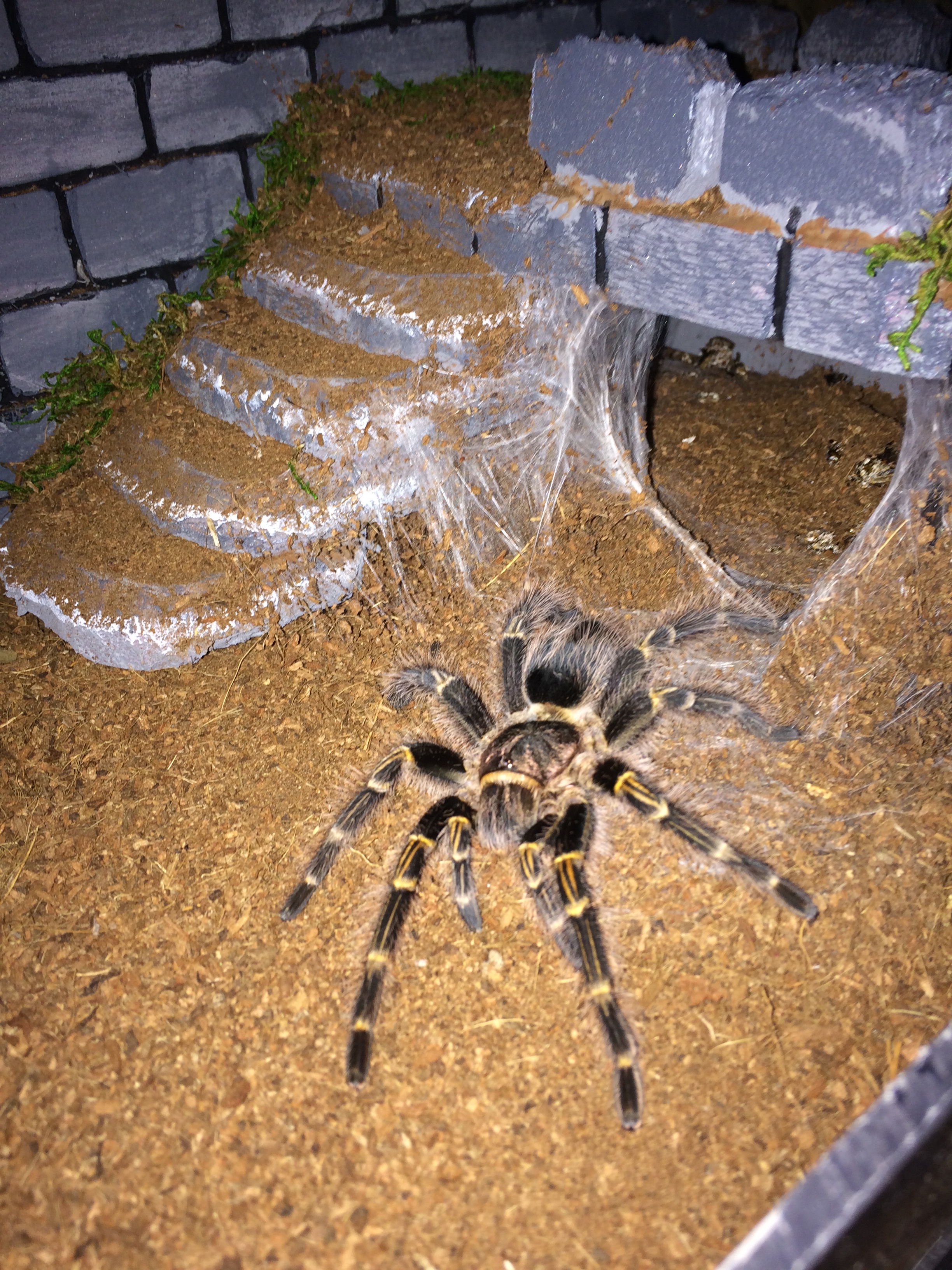 Here is an update on Chaco, its been 1 year and 3 months since i got him/her !