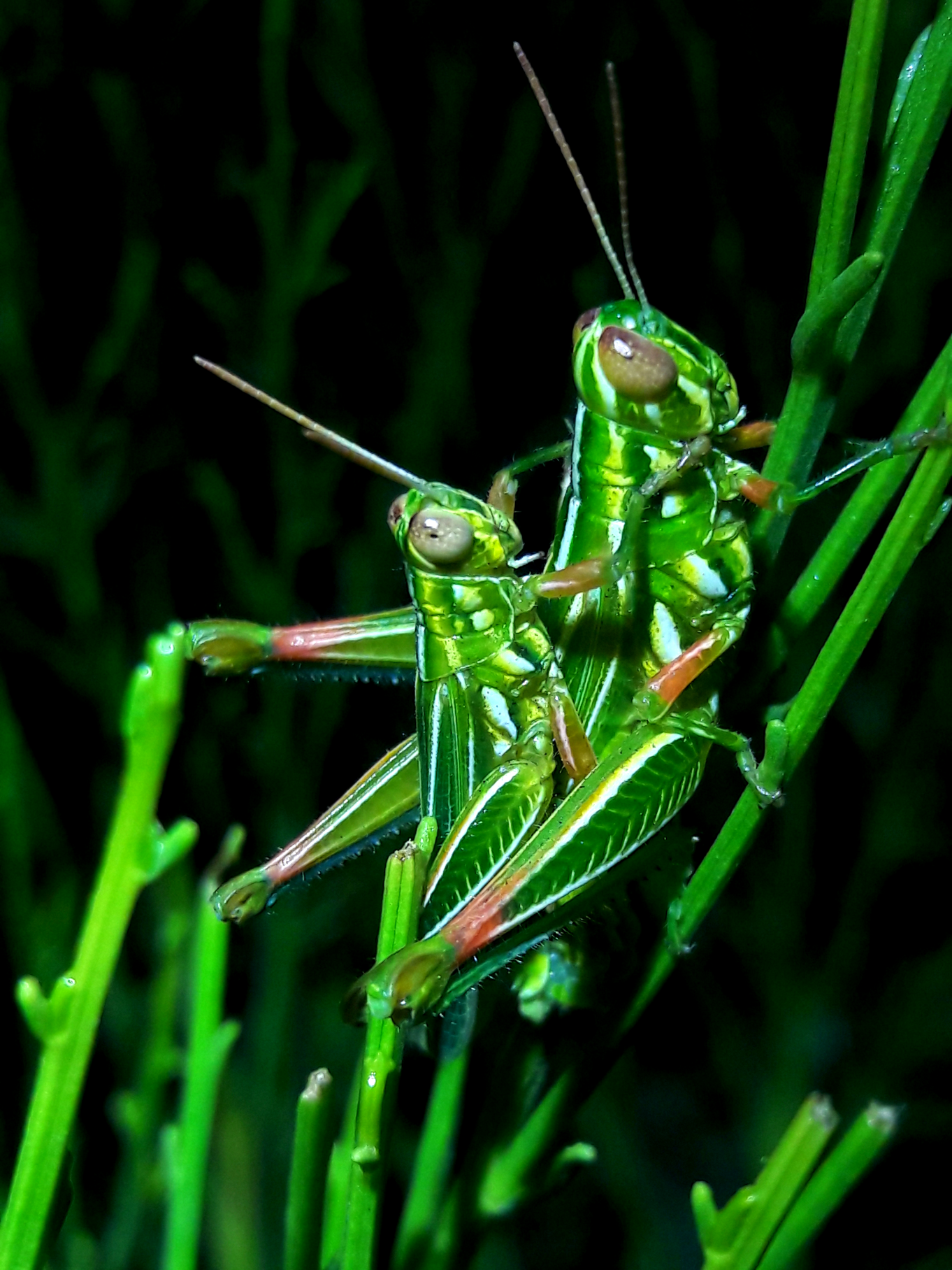 Hesperotettix viridus viridus- Snakeweed spur-throated grasshopper