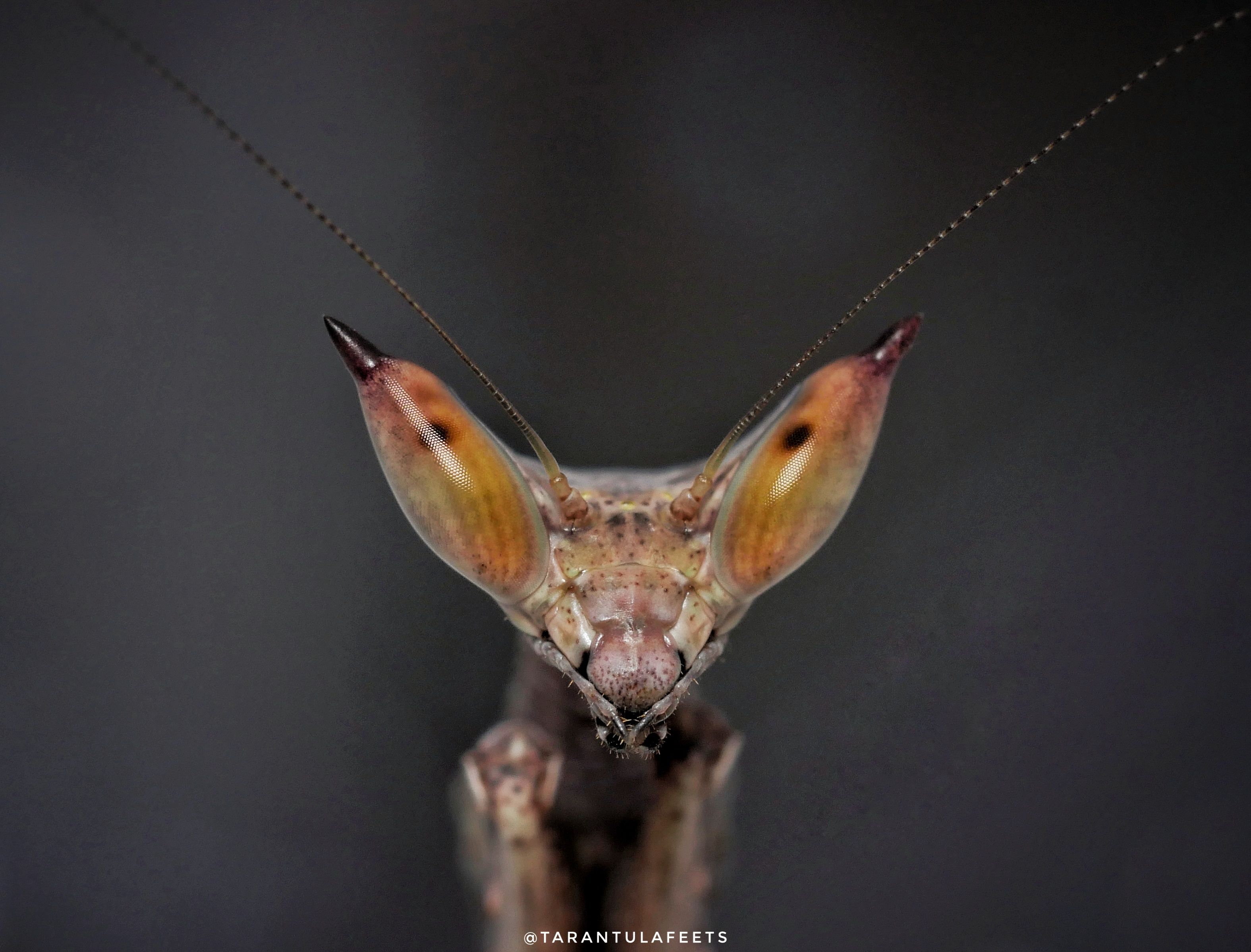 Heterochaeta orientalis