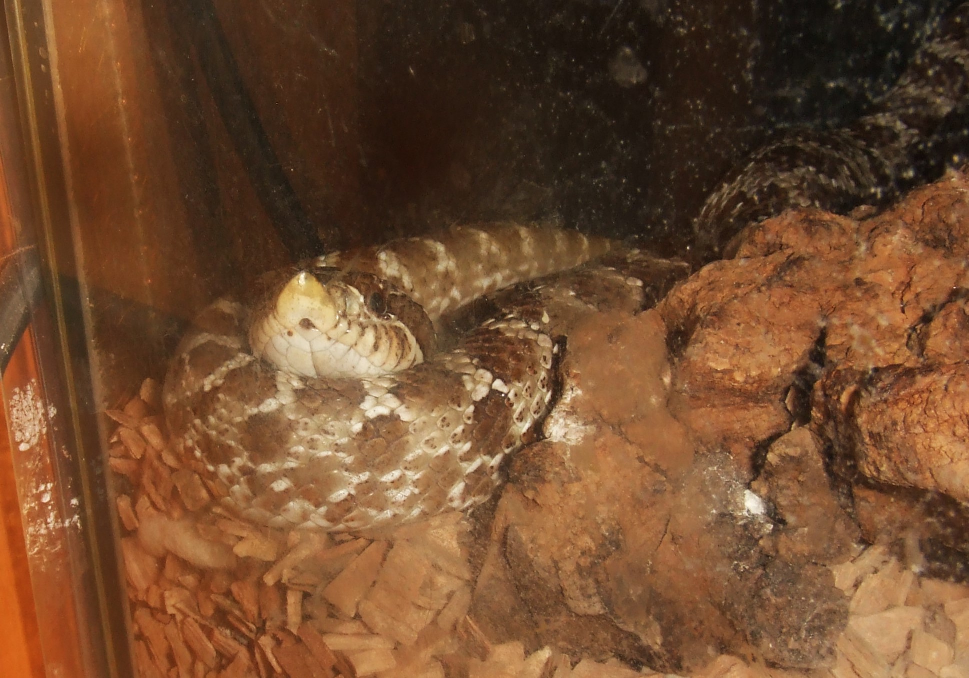 Heterodon nasicus (Western Hognose) - Wyatt