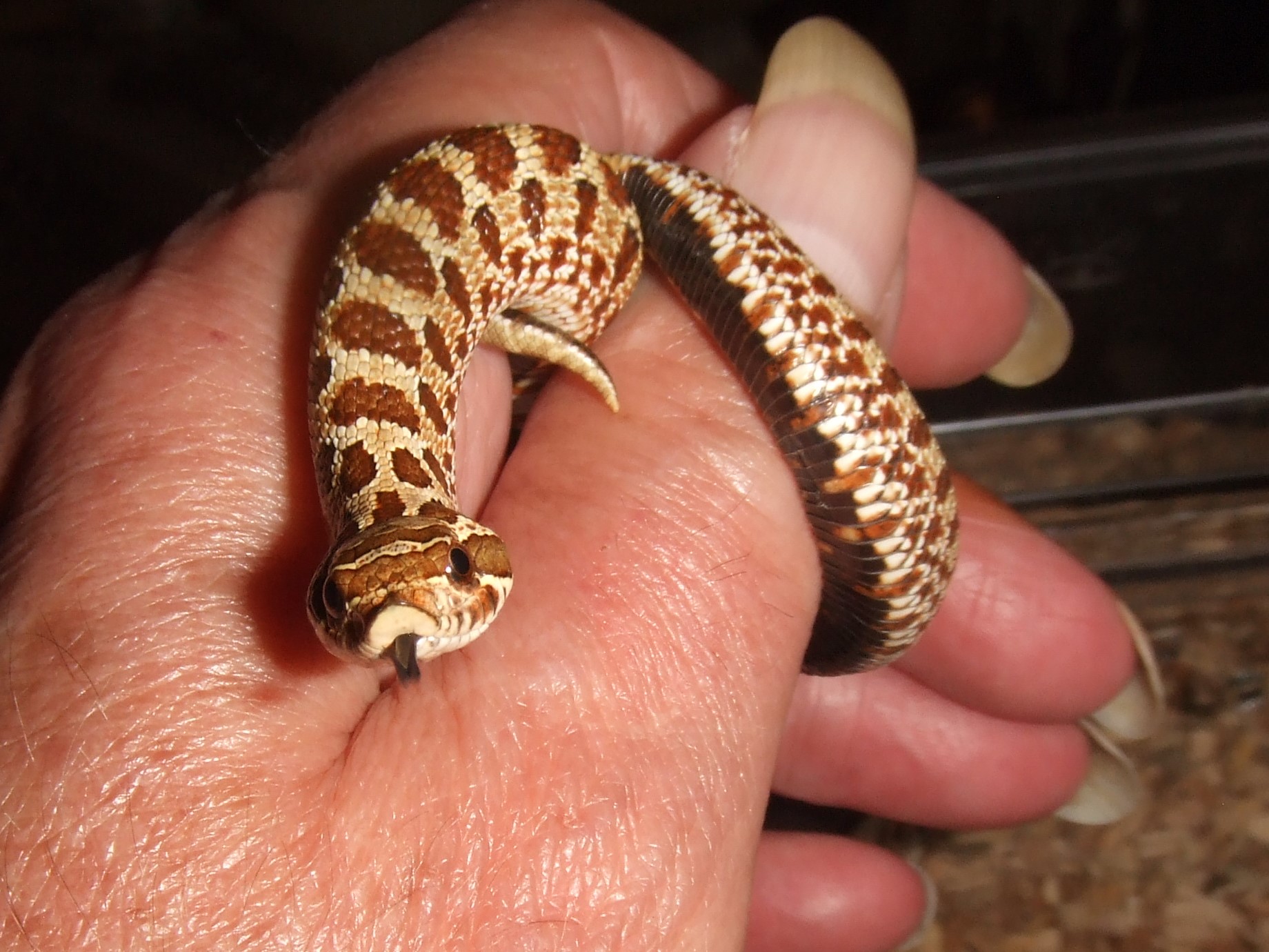 Heterodon nasicus (Western Hognose) - Wyatt