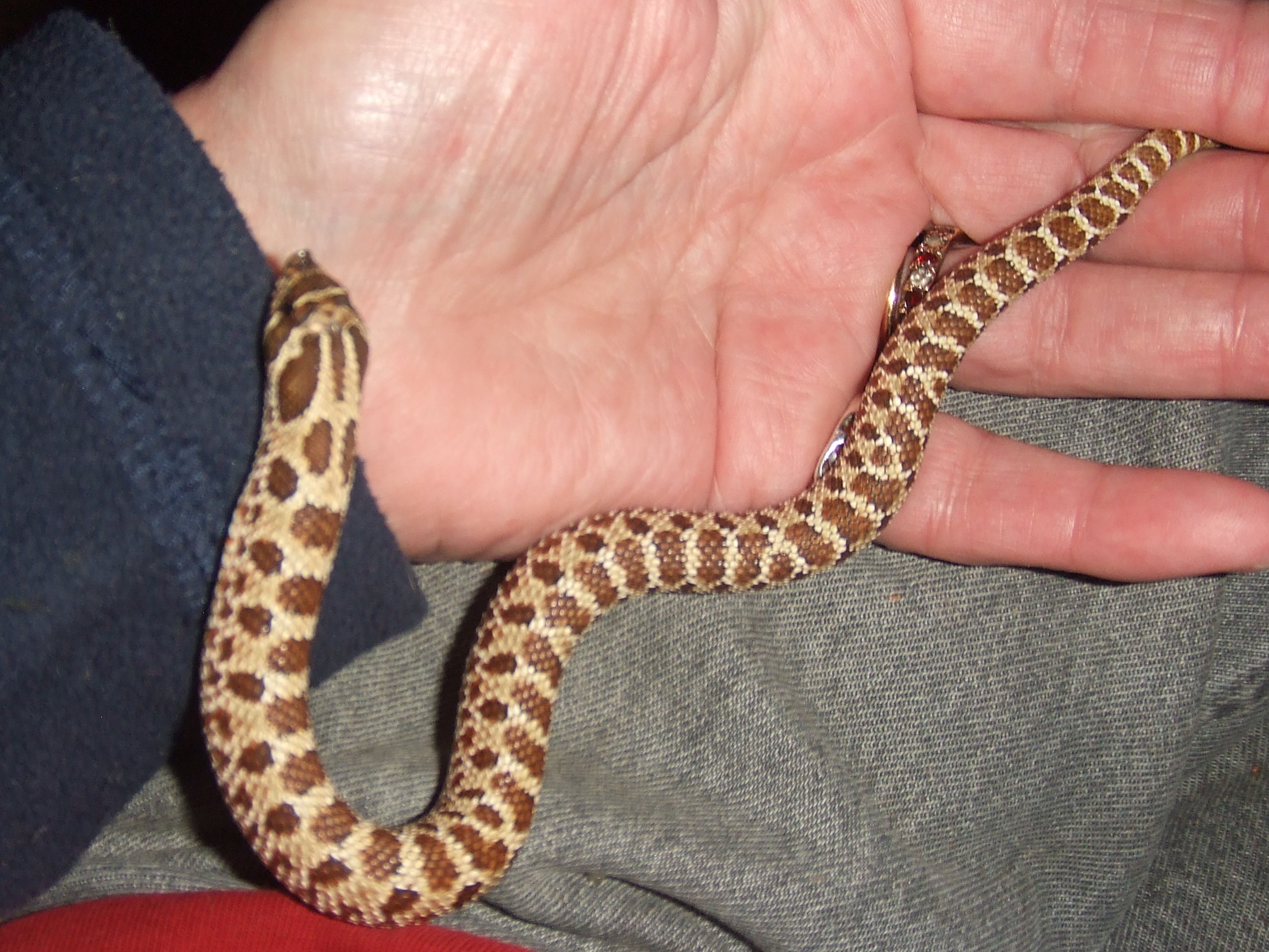 Heterodon nasicus (Western Hognose) - Wyatt