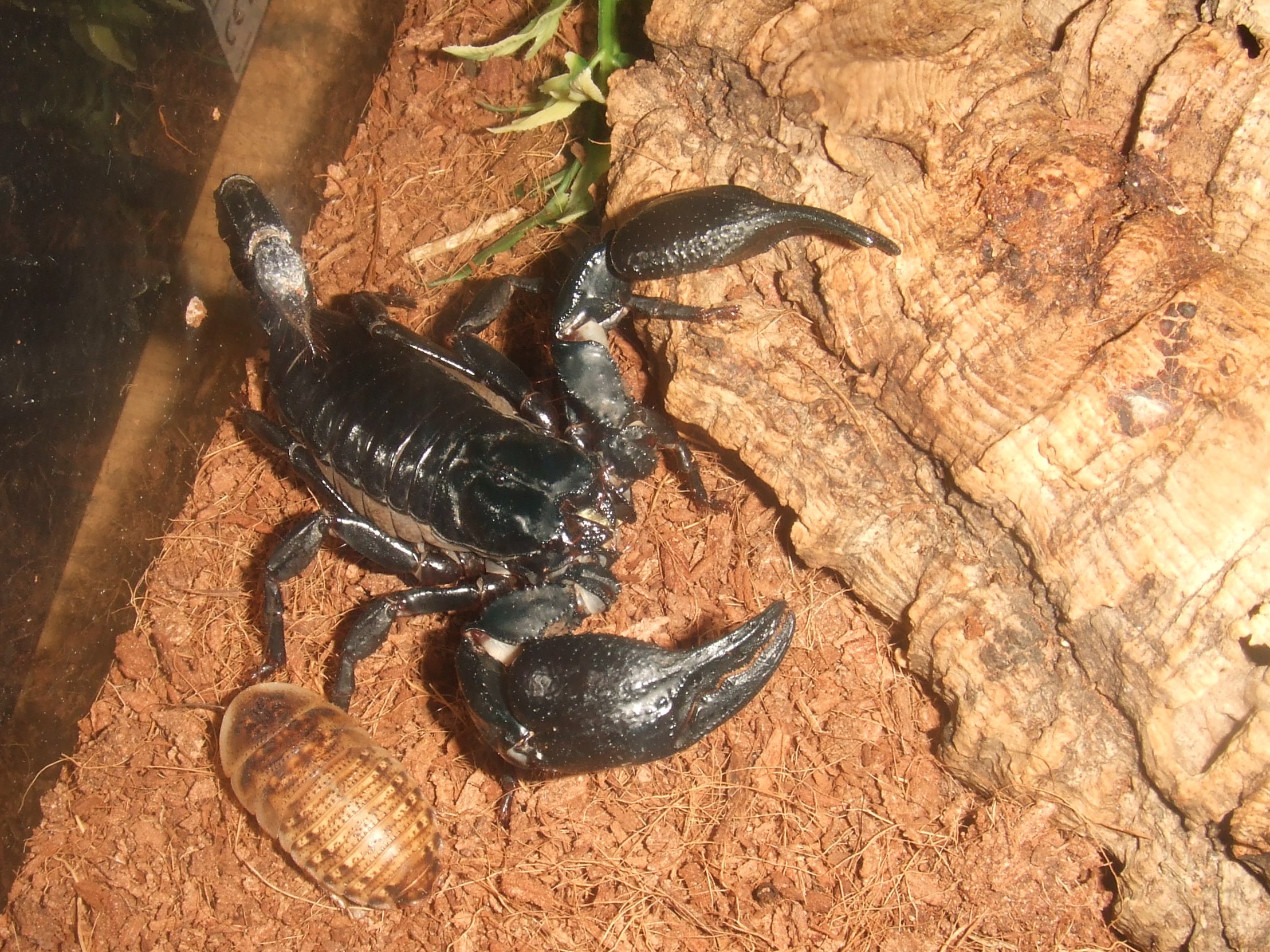 Heterometrus petersii (F) - Francesca