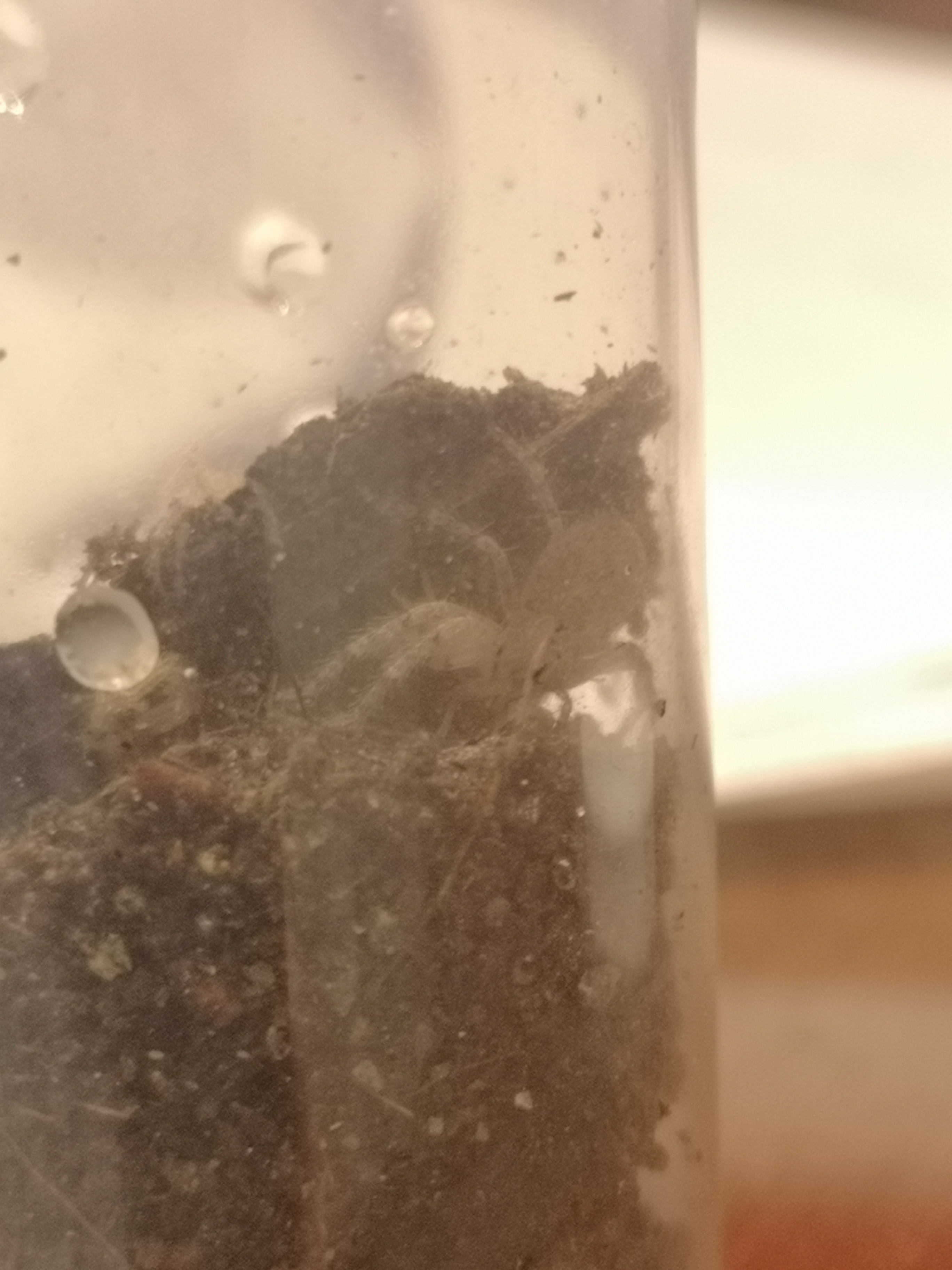 Heteropoda javana vs. Cricket