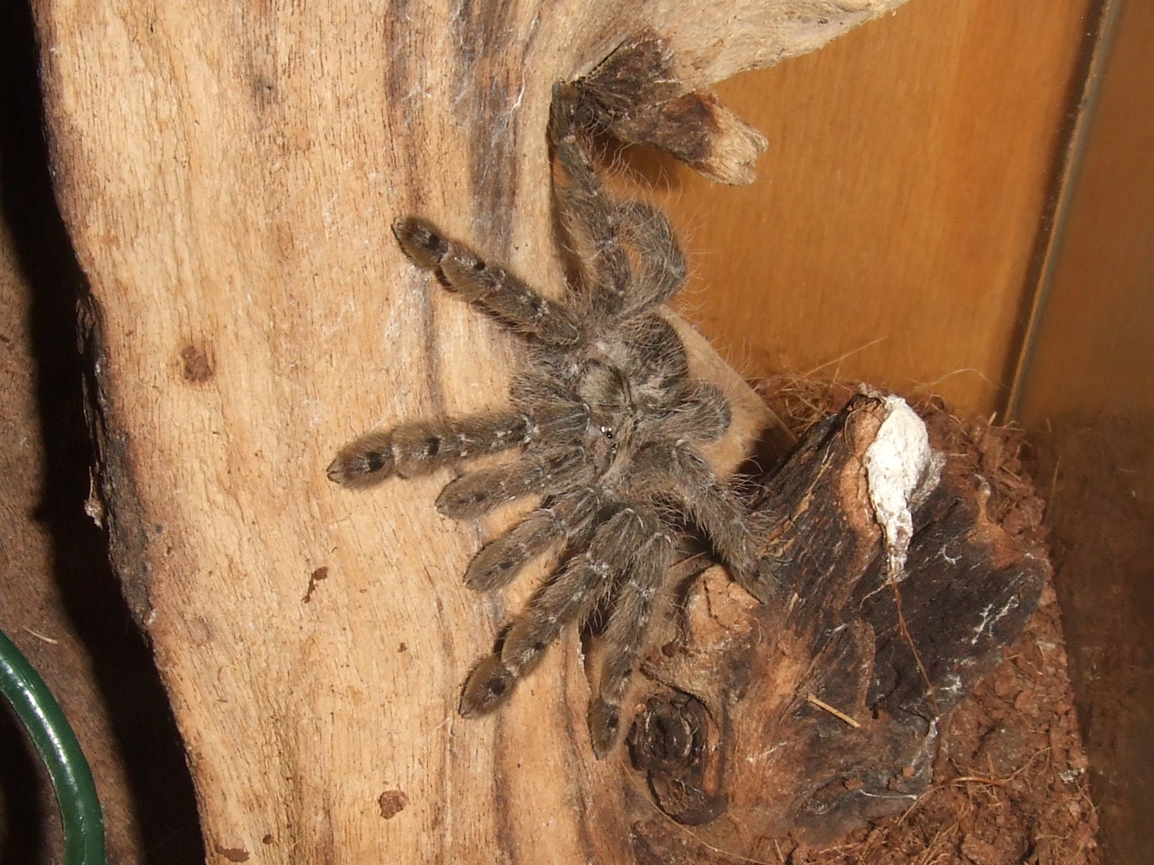 Heteroscodra maculata - Akan