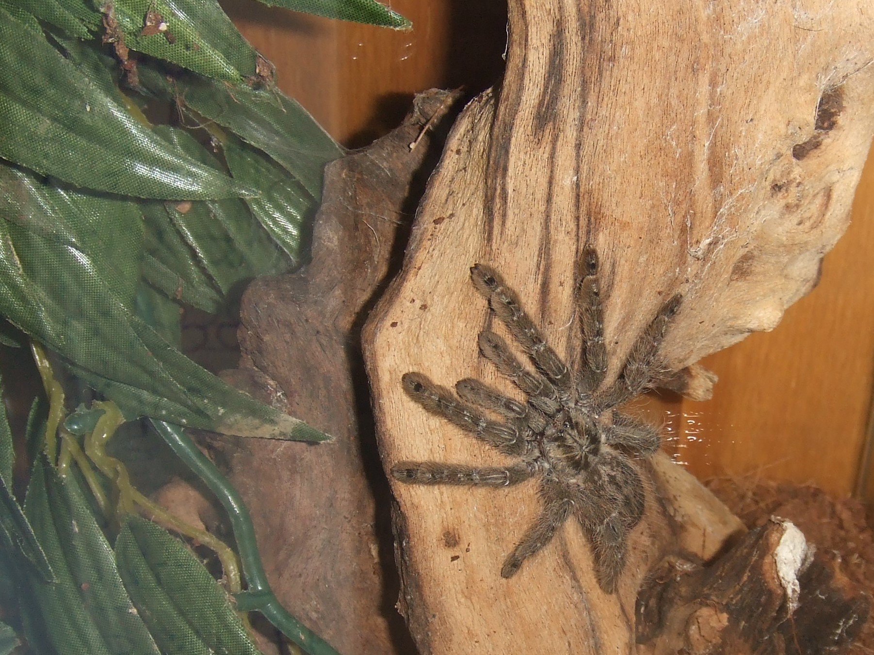 Heteroscodra maculata - Akan