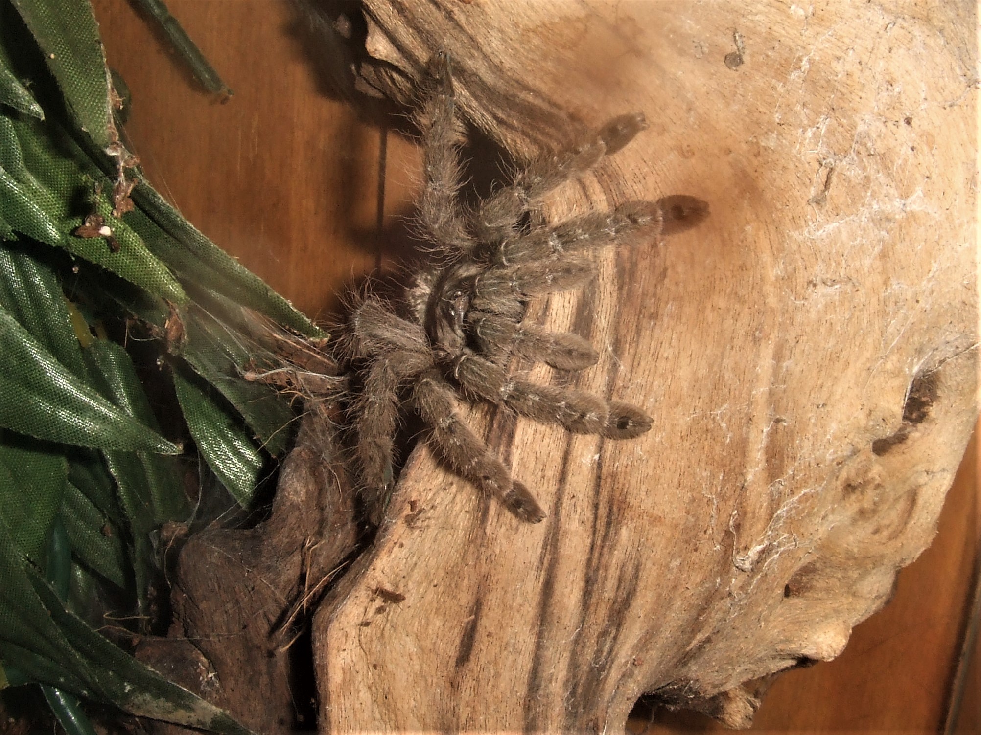 Heteroscodra maculata - Akan