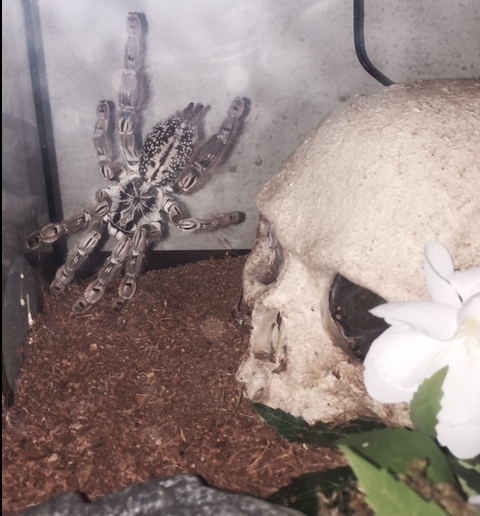 Heteroscodra Maculata (Togo Starburst)