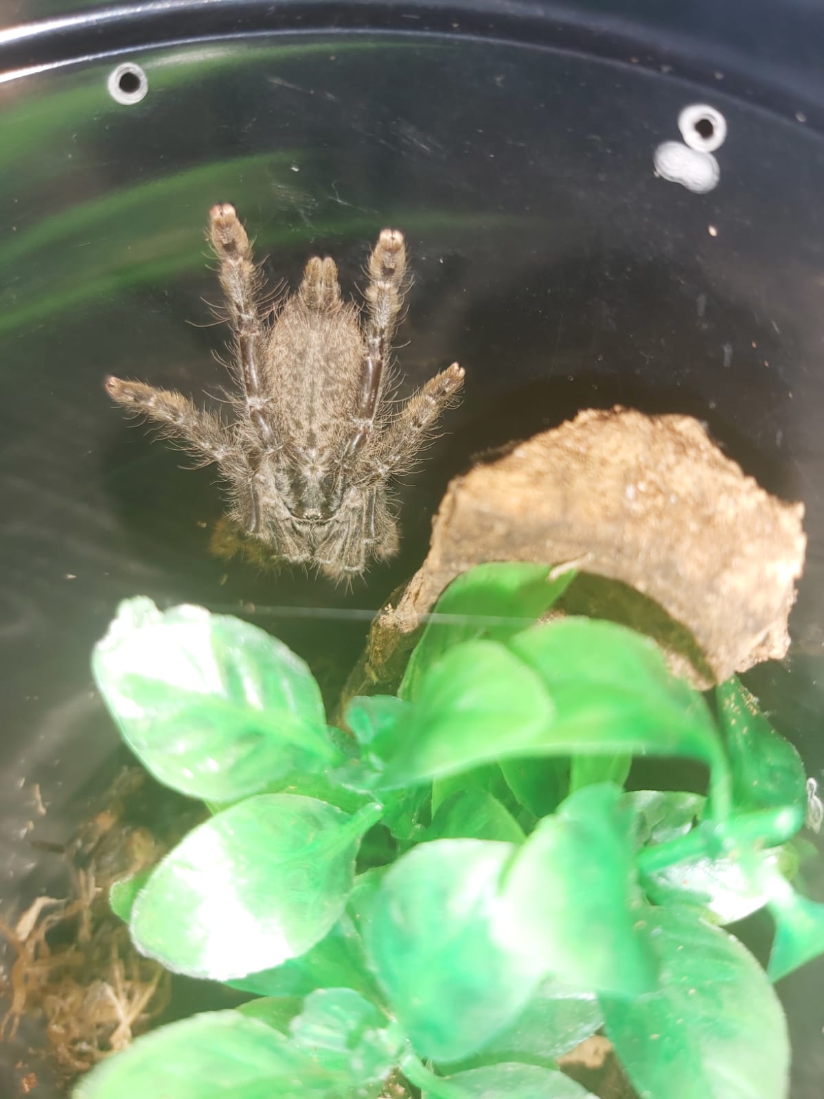 Heteroscodra Maculata