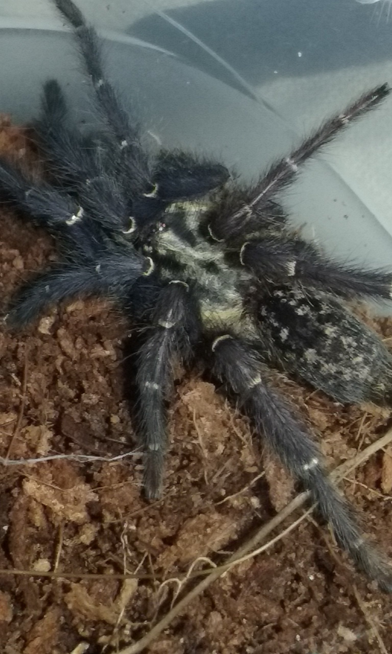 Heterothele gabonensis