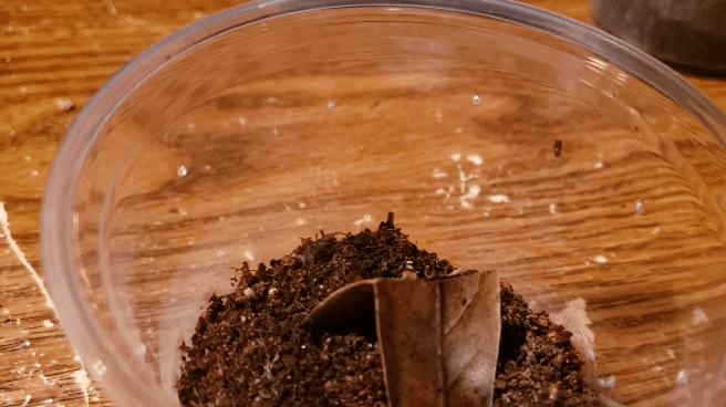 Heterothele gabonensis