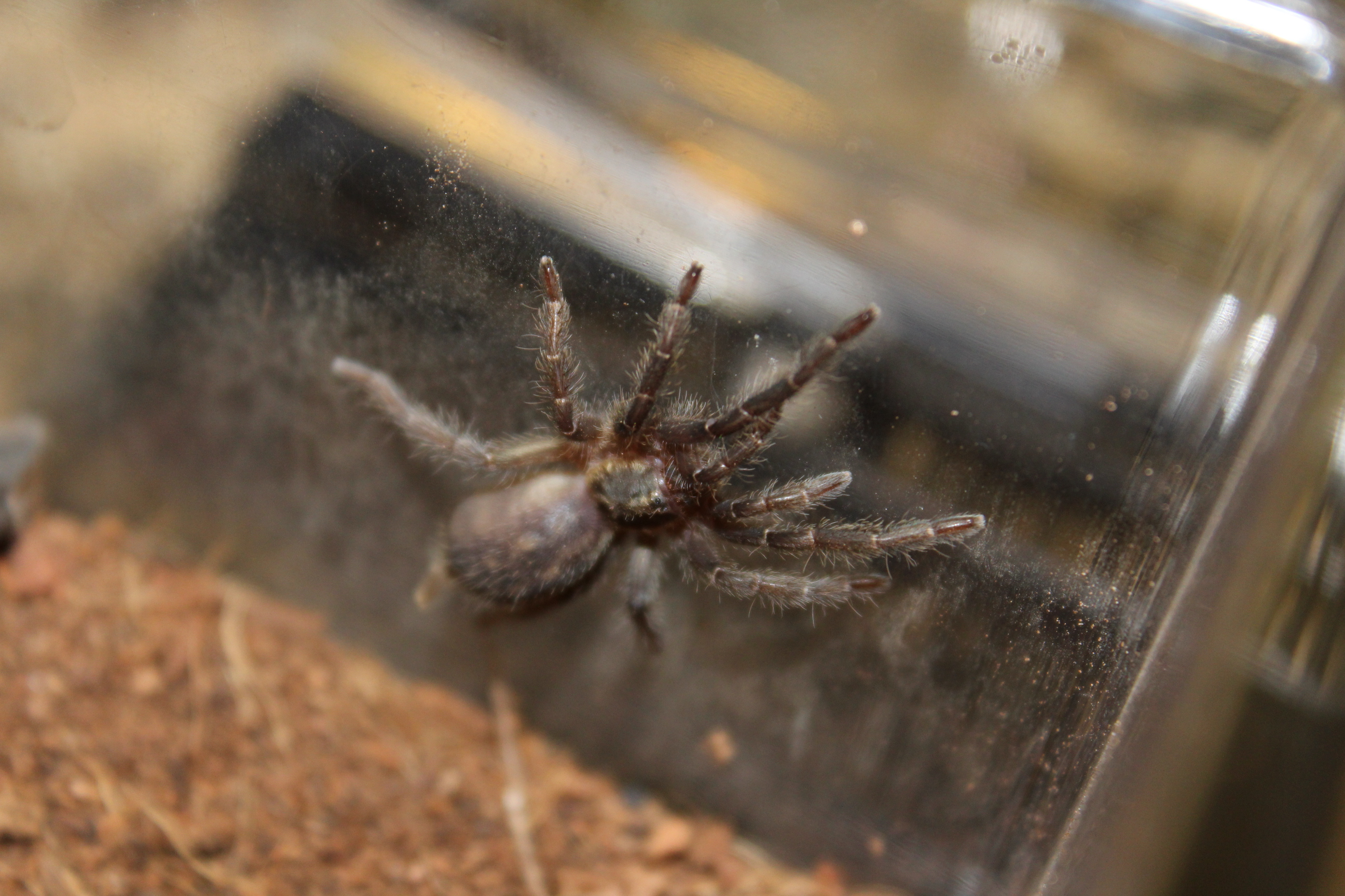 Heterothele Villosella - First Old World