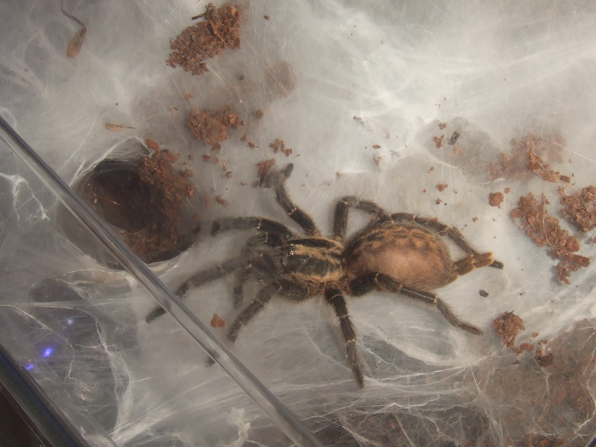 Heterothele villosella - Zengi