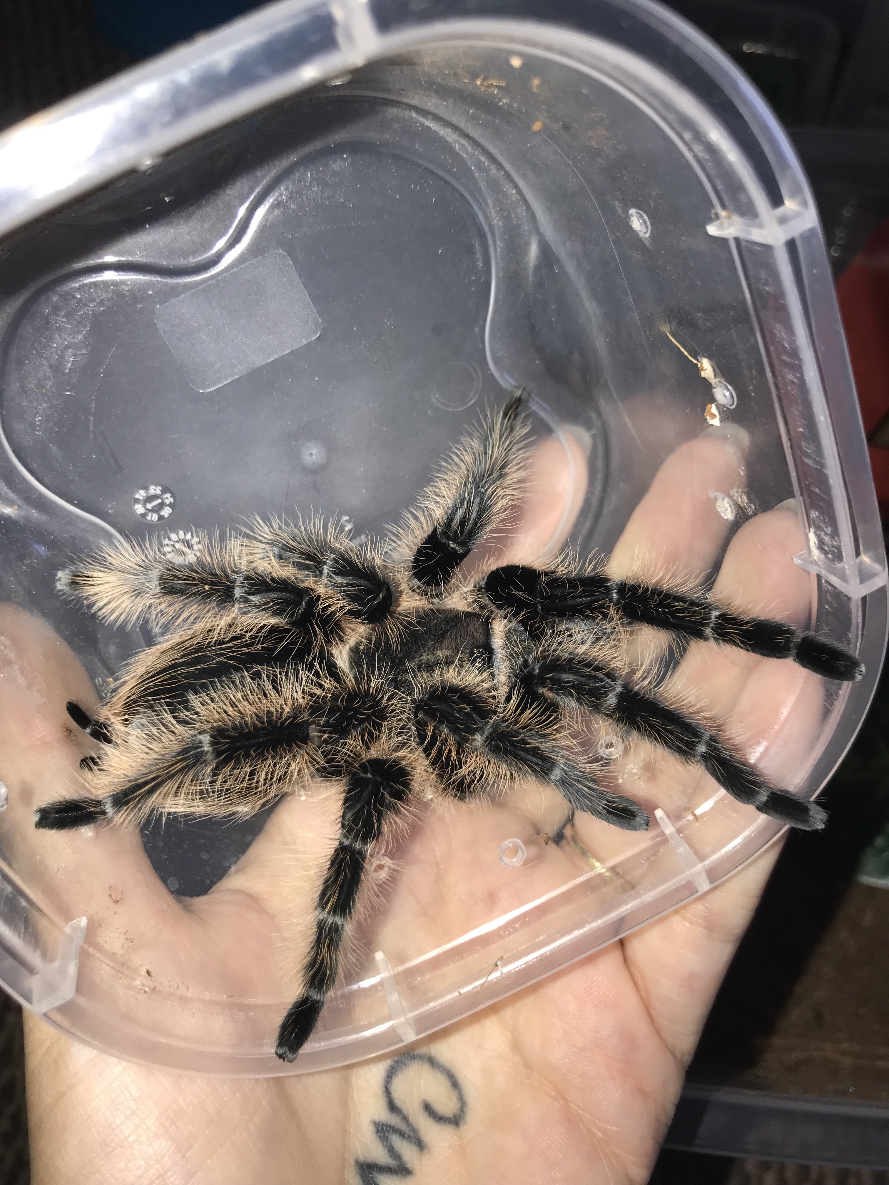 Hobby Form Albopilosum