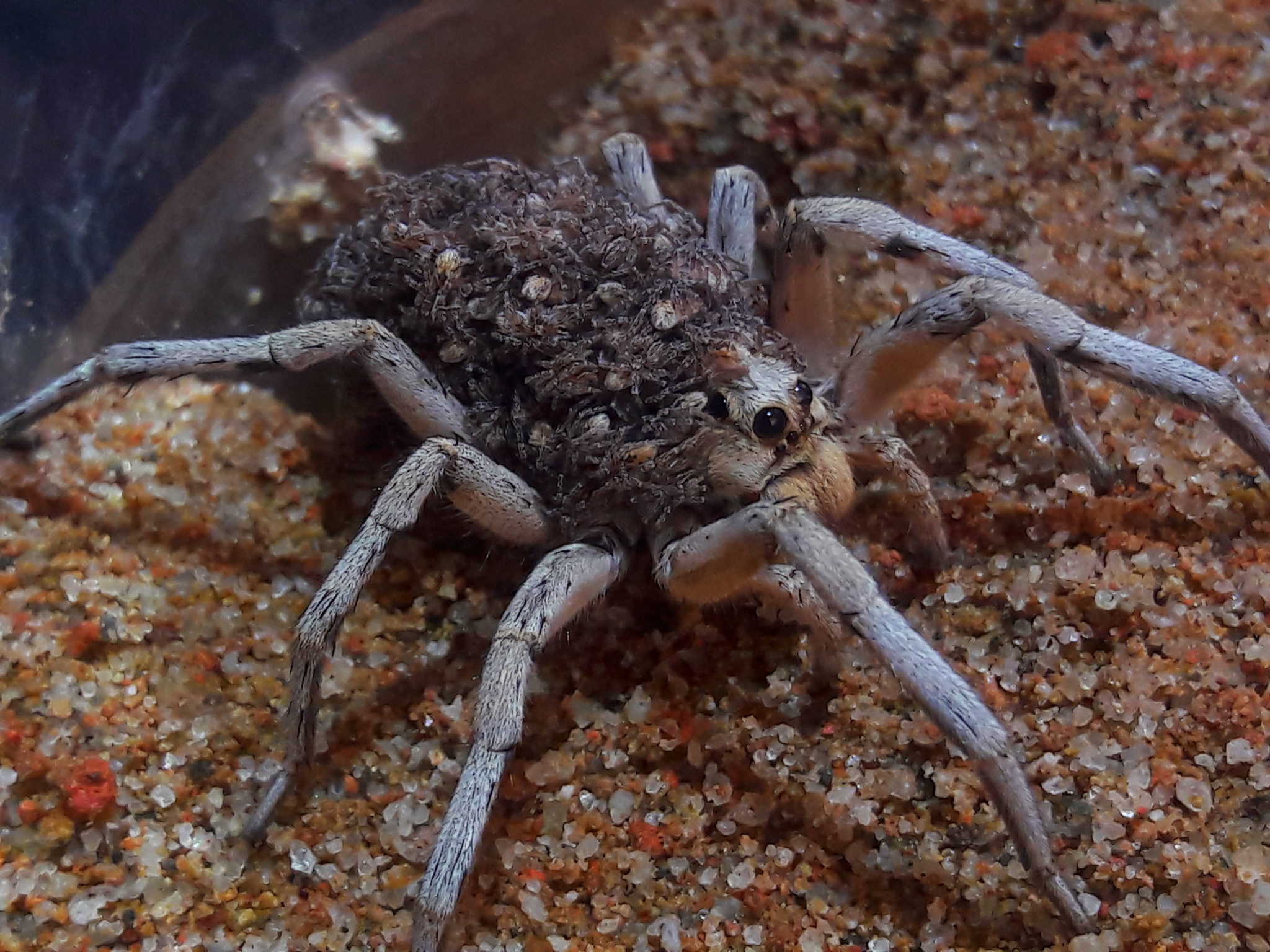 Hogna carolinensis 'tucson'