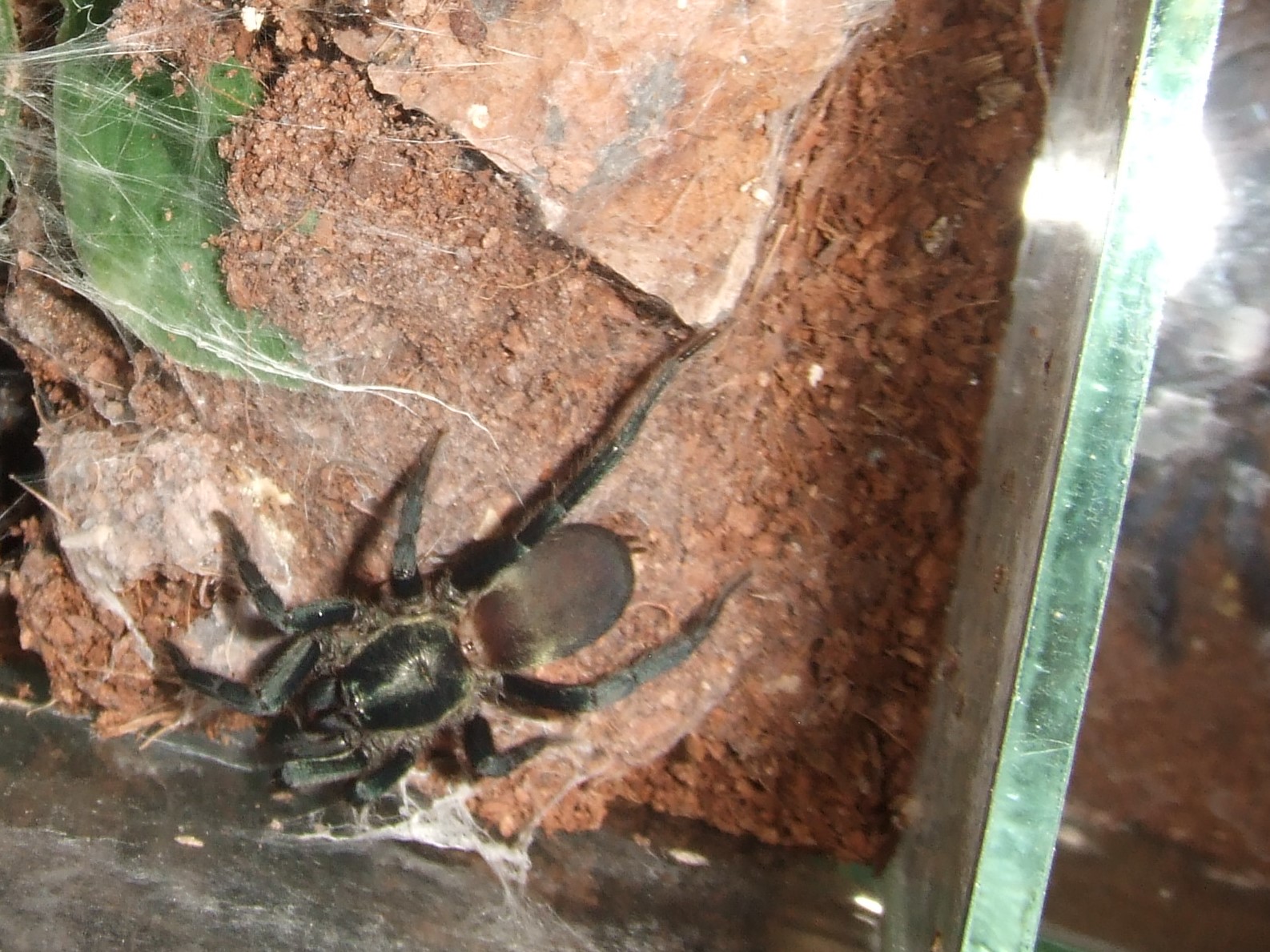 Holothele cf. sericea - Magua