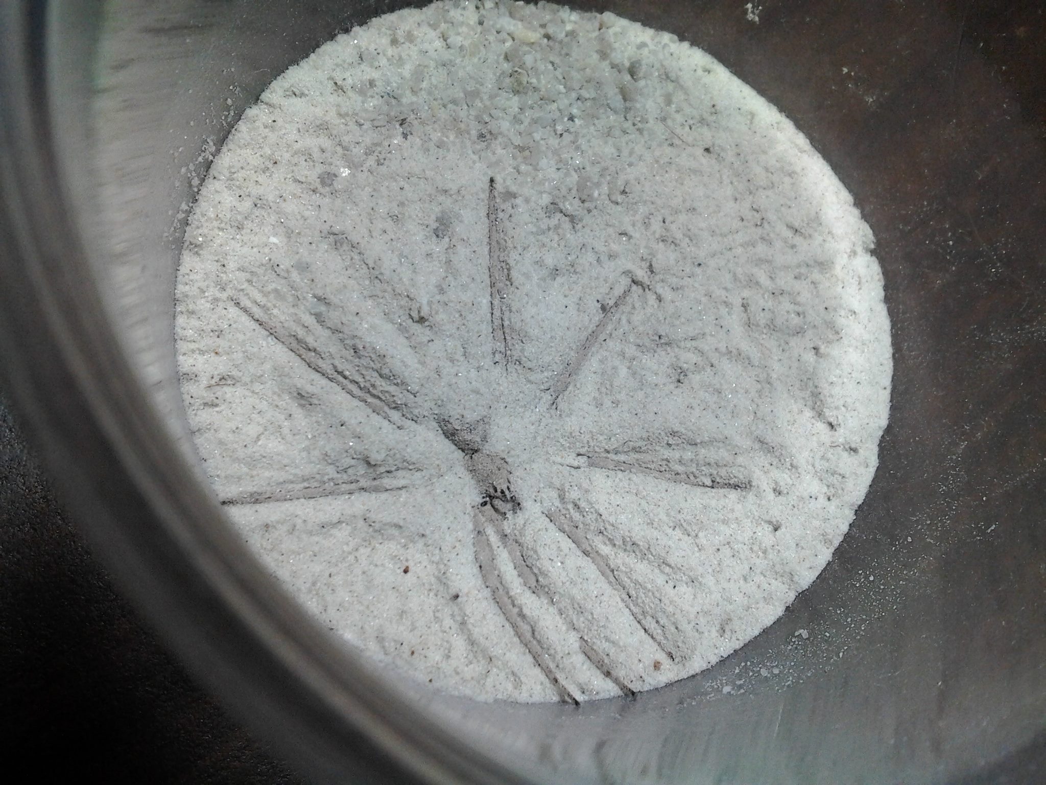 Homalonychus self-burying behavior