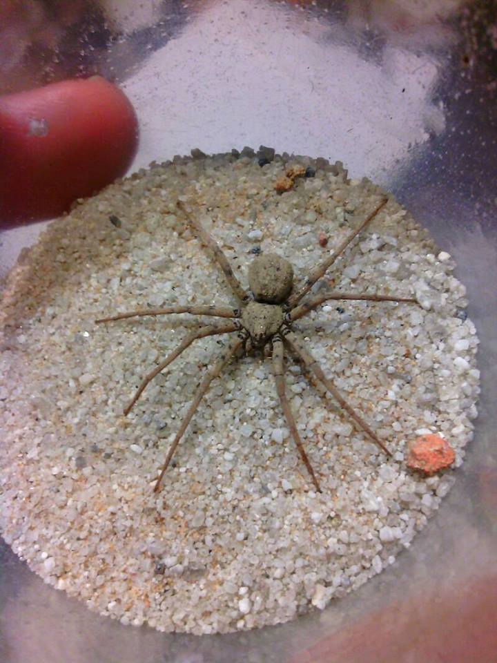 Homalonychus theolgus