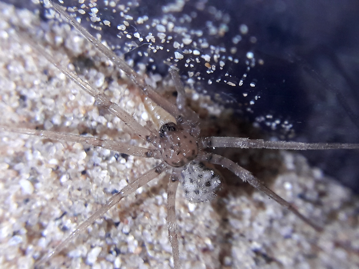 Homalonychus theologus CB