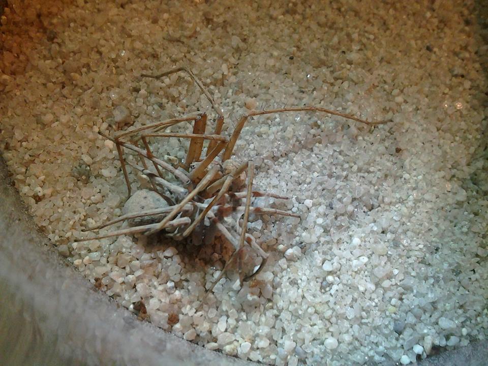 Homalonychus theologus mating