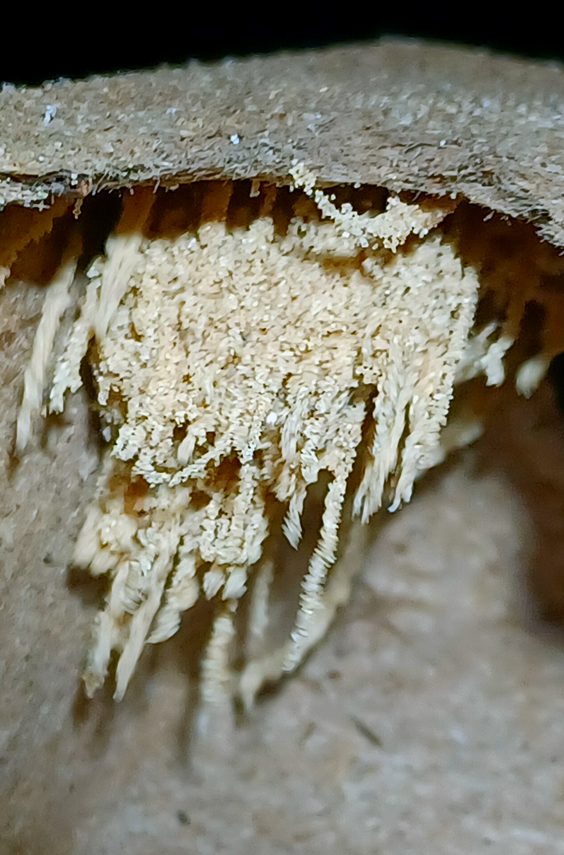 Homalonychus theologus