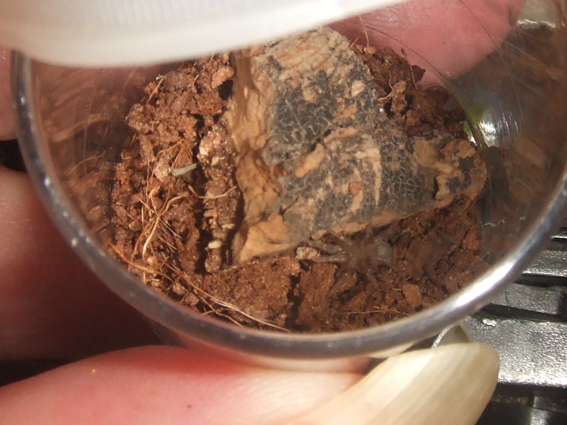 Homoeoma chilensis - Talca