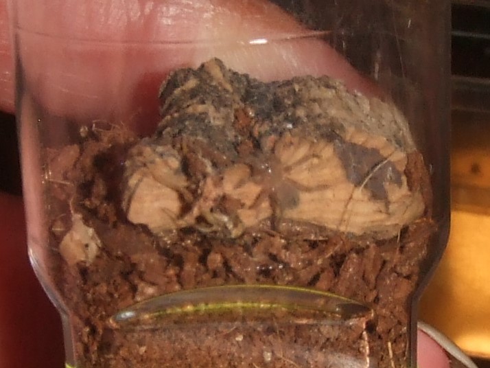 Homoeoma chilensis - Talca