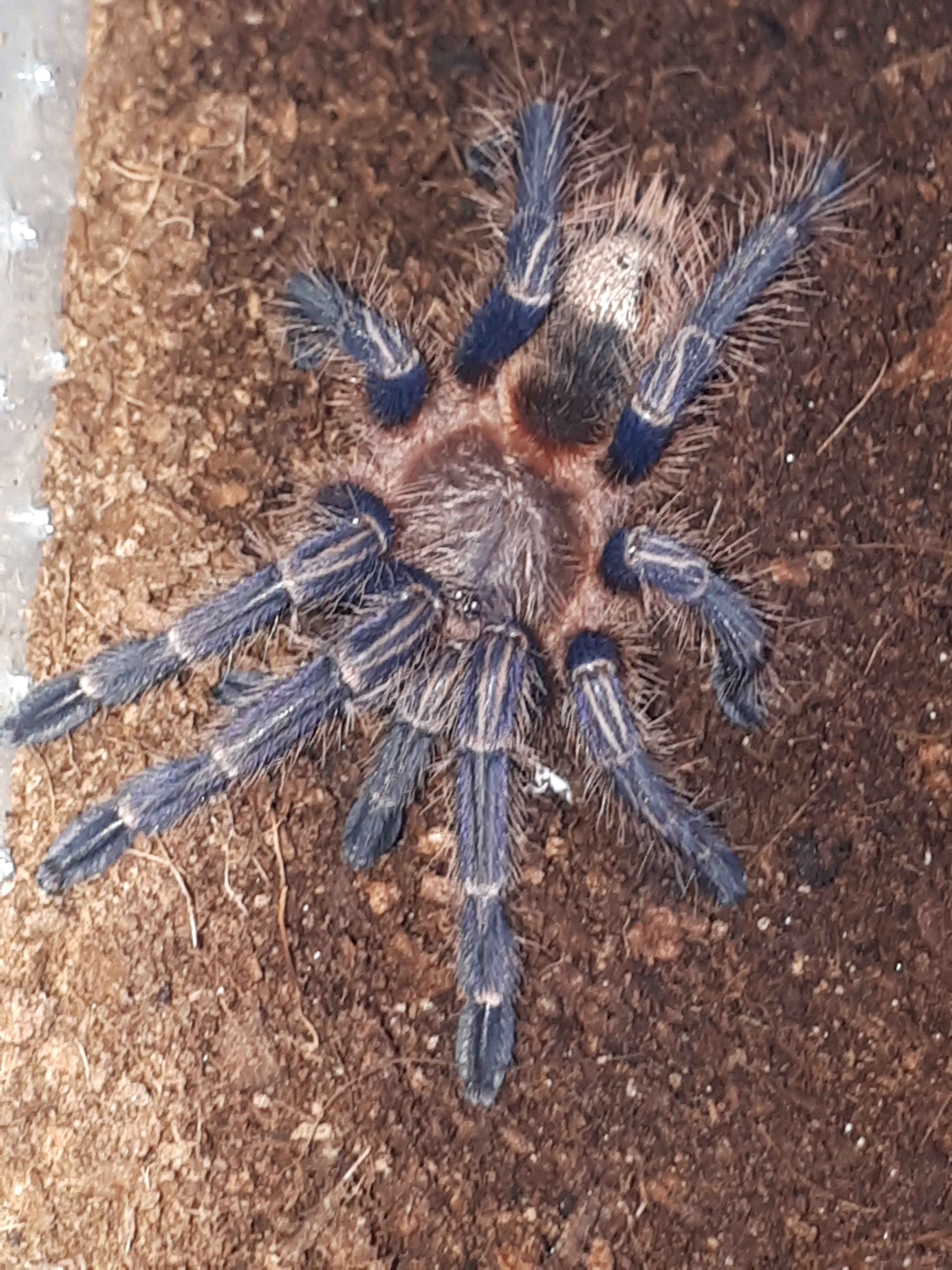 Homoeomma sp. Blue