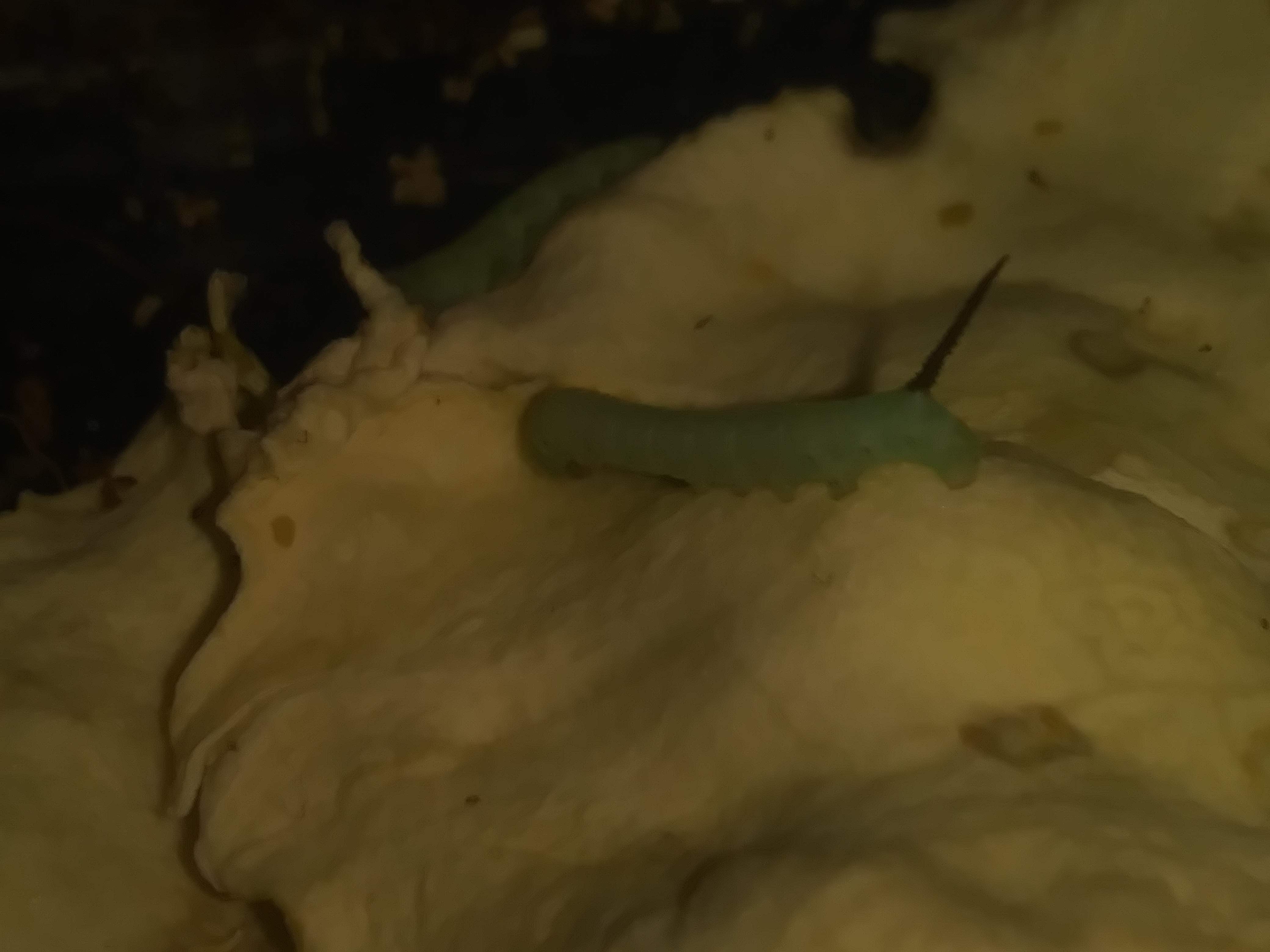 Hornworms are doing well