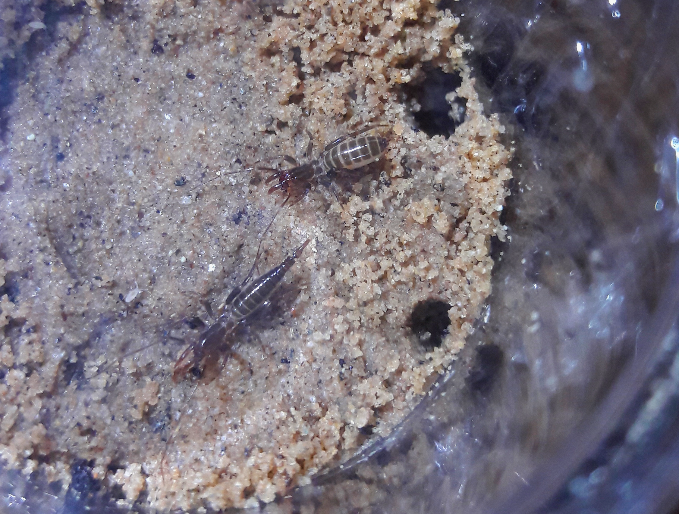 hubbardia pentapeltis