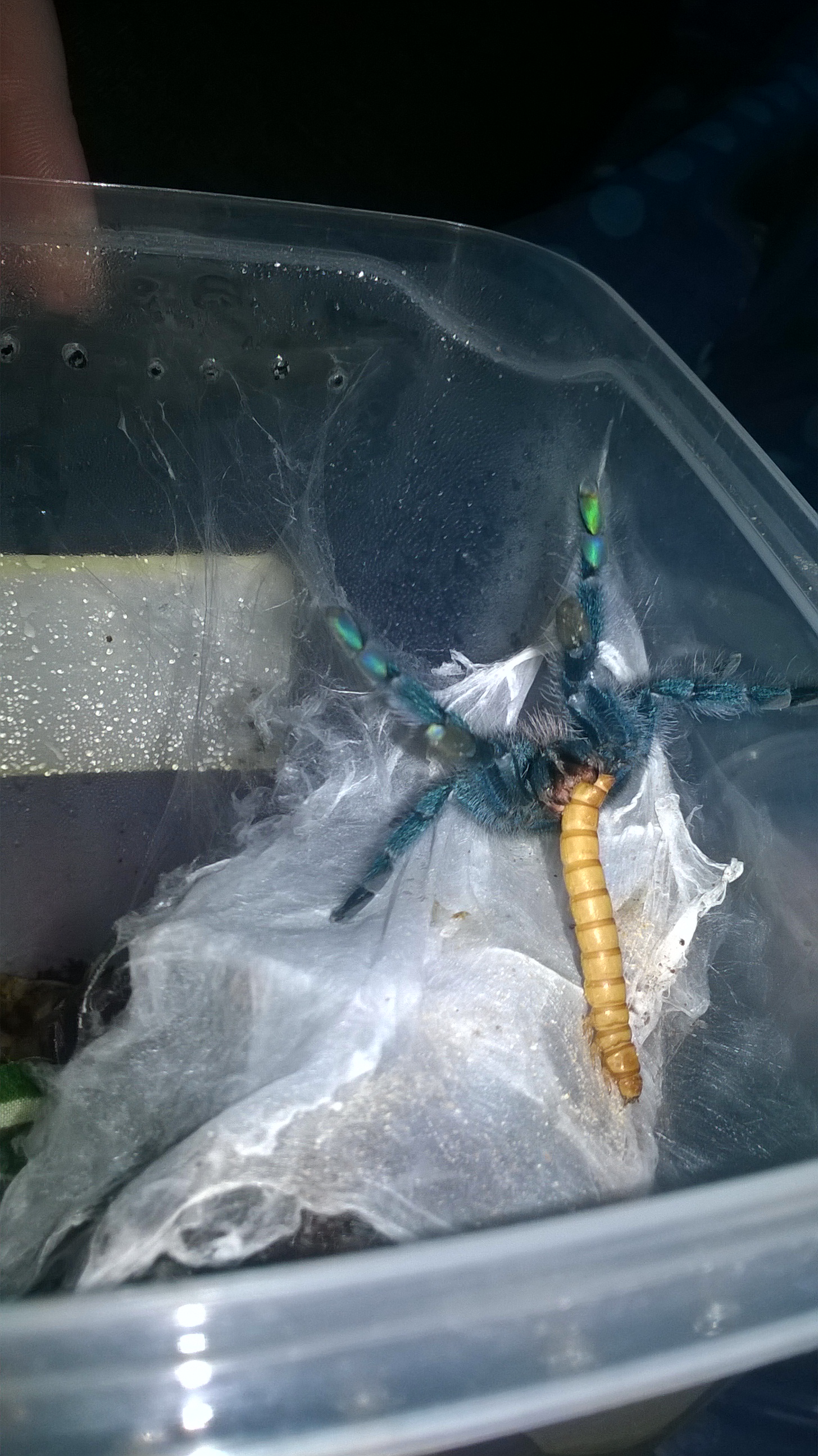 Hug me <3 Avic Versi