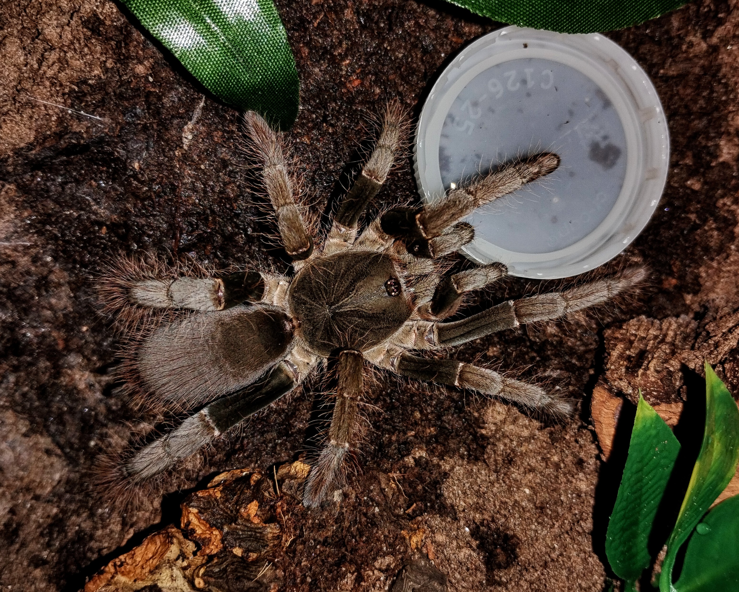 Hysterocrates gigas