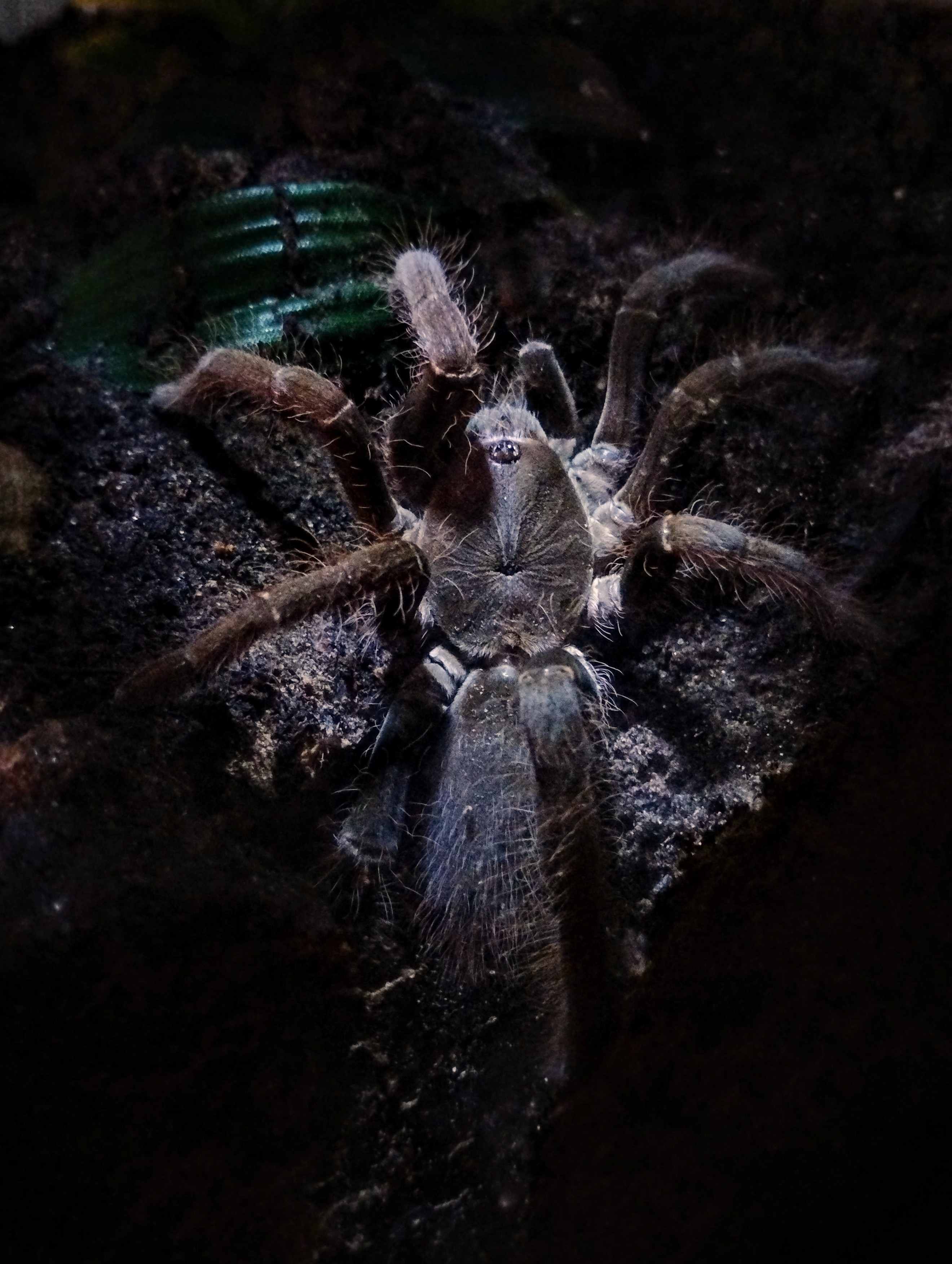 Hysterocrates gigas