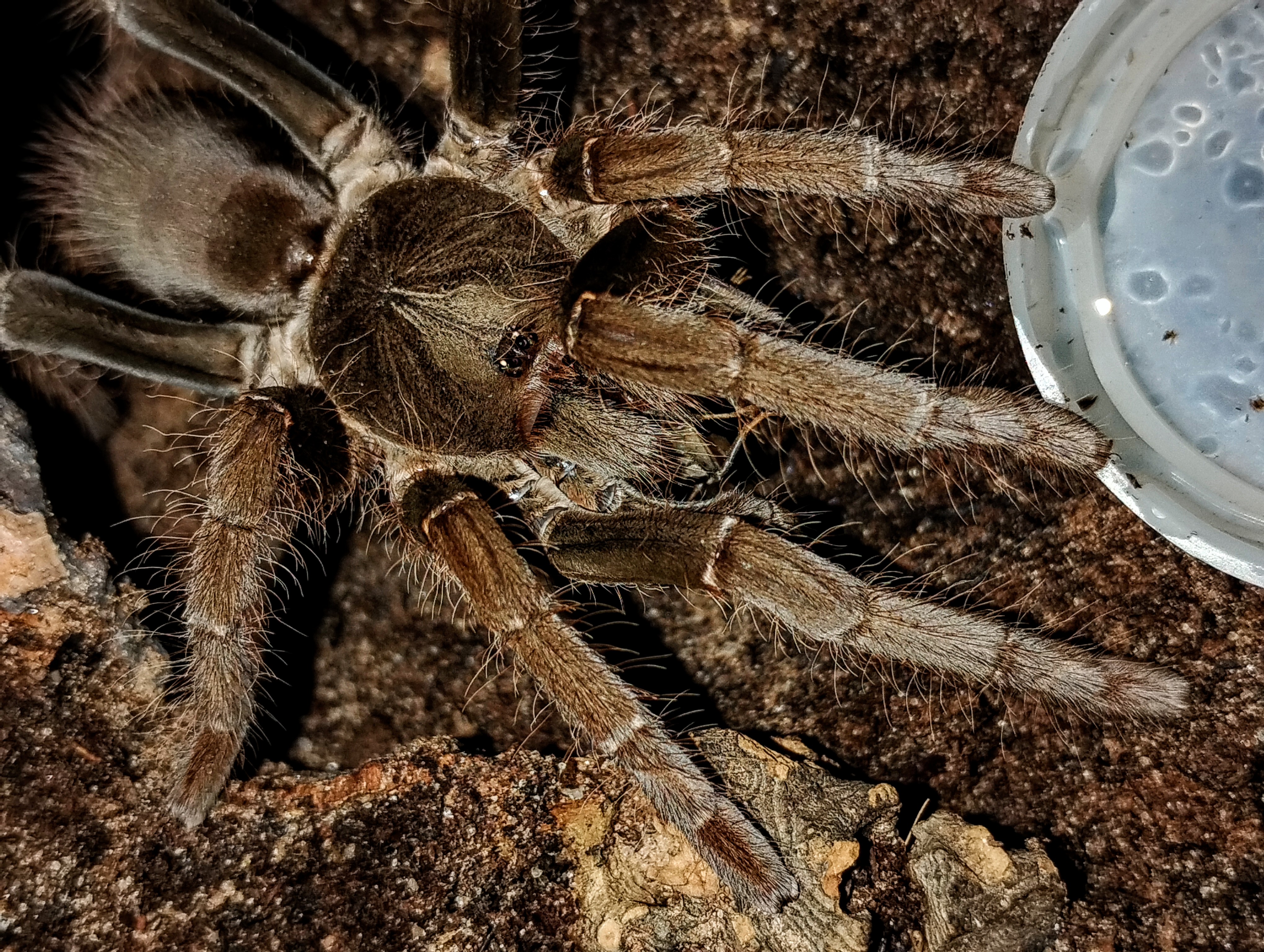 Hysterocrates gigas