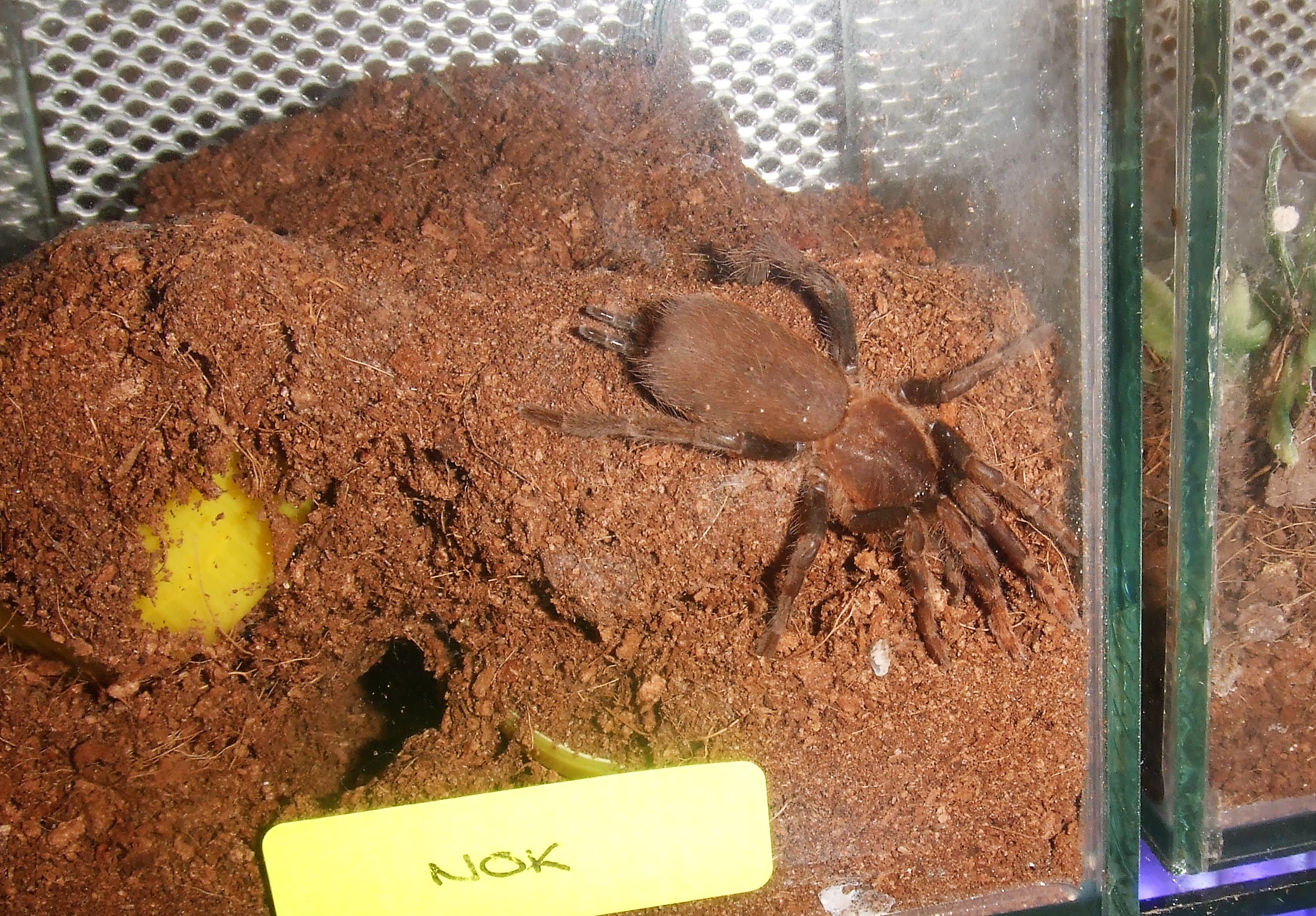 Hysterocrates laticeps - Nok