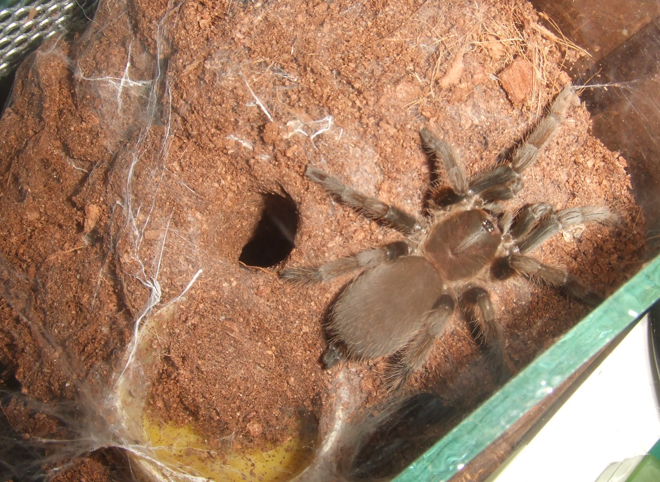 Hysterocrates laticeps - Nok