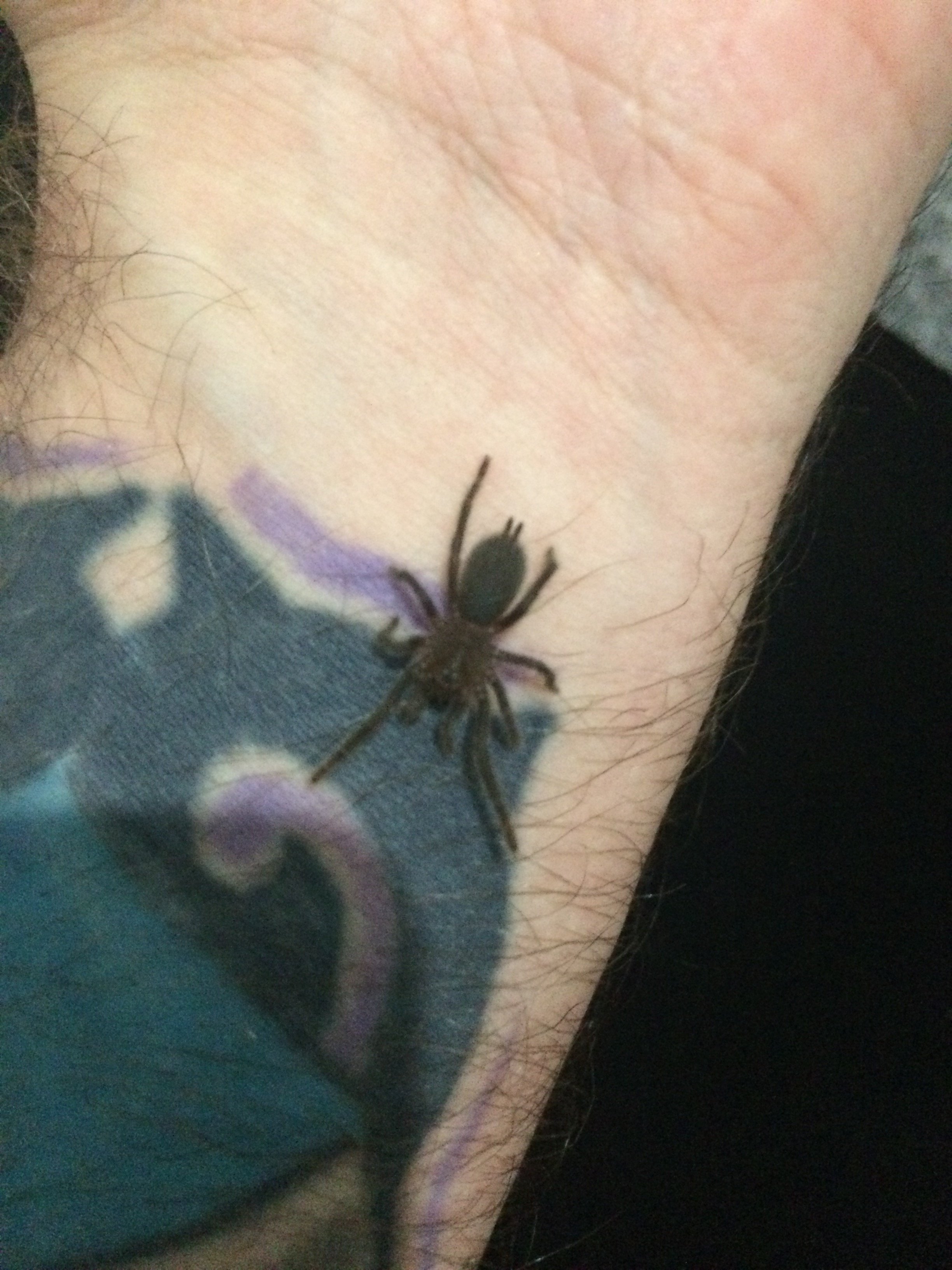 Hysterocrates sp. Cameroon