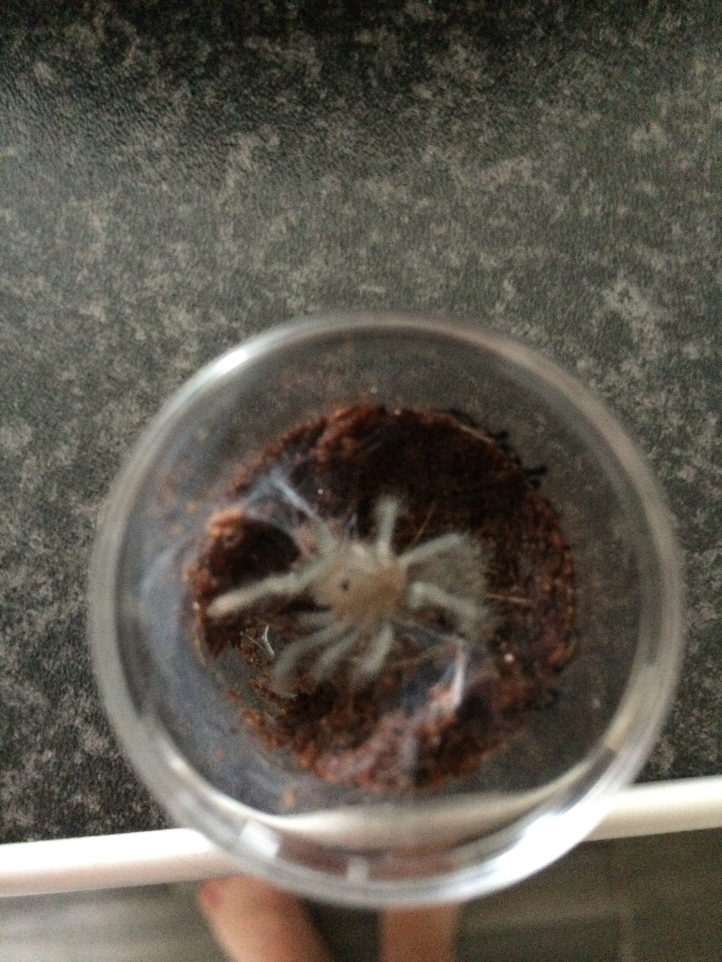 Hysterocrates sp Cameroon